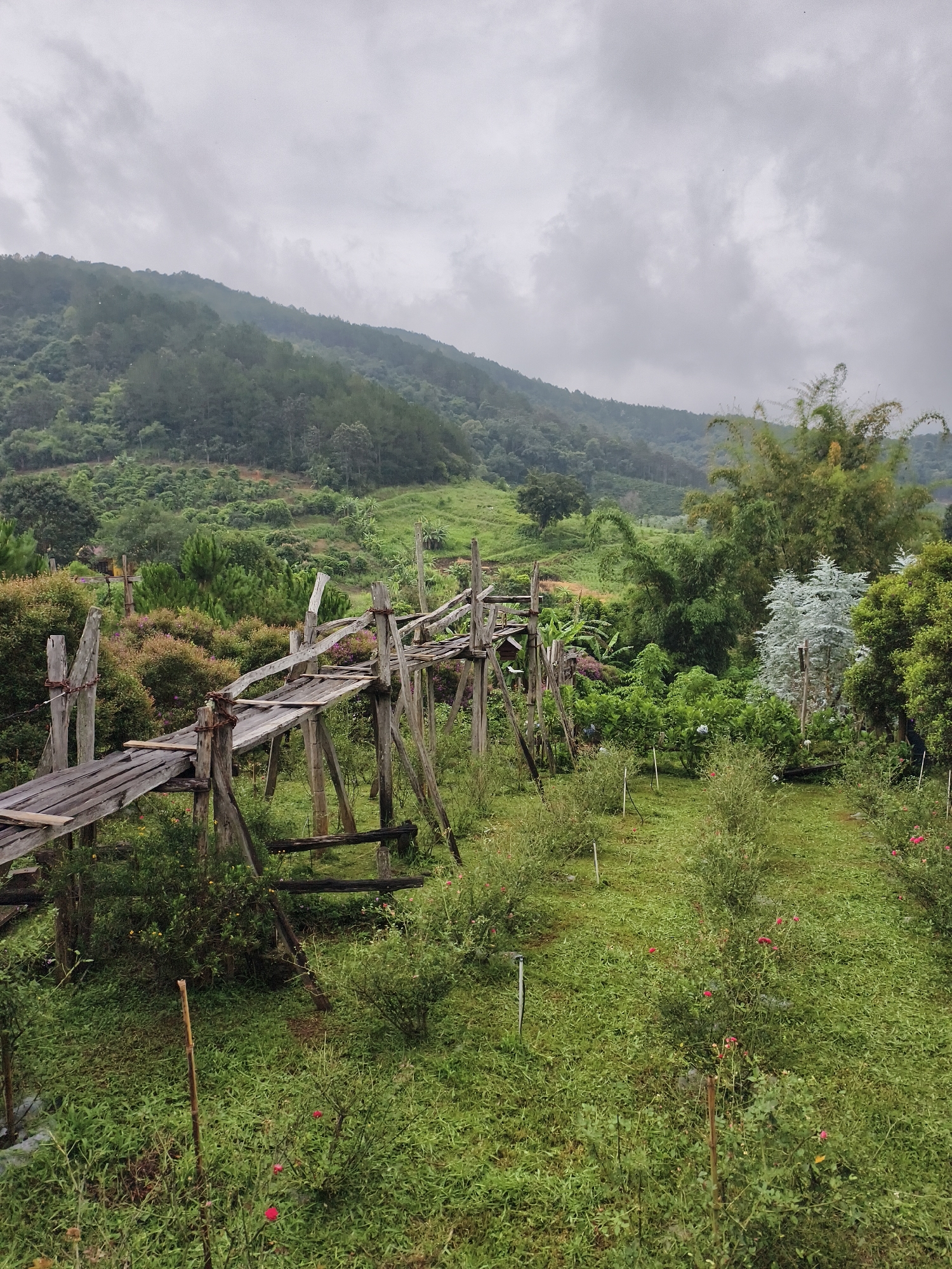 Morning documentation of Vietnamese coffee farm and rural village