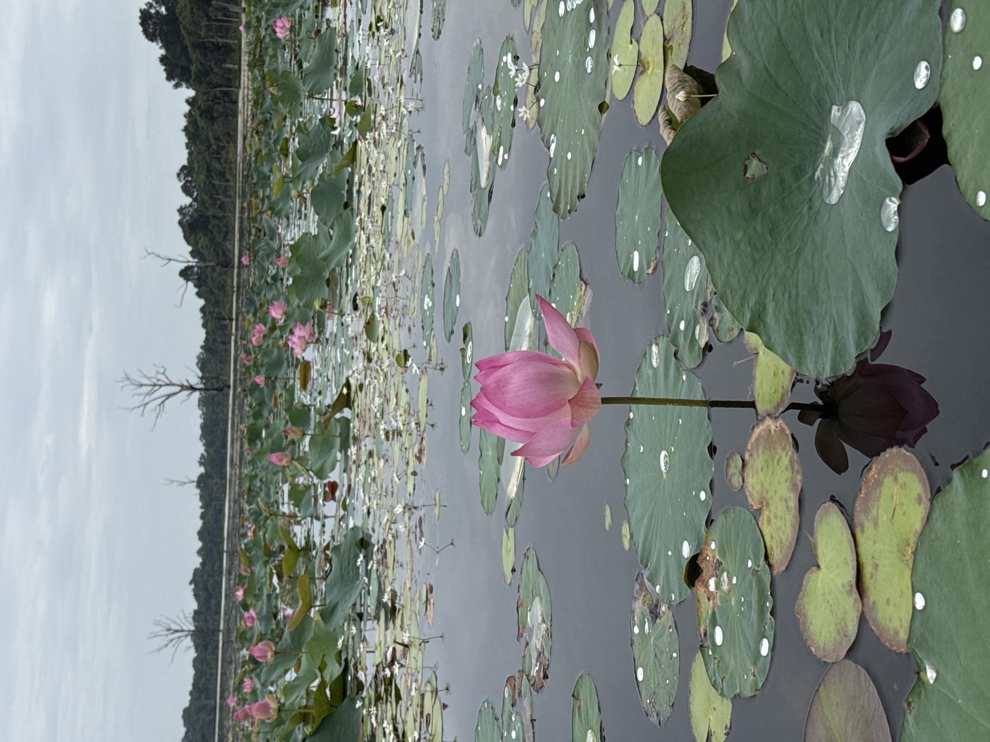 Lotus and lily pads along Angkor Thom's moat