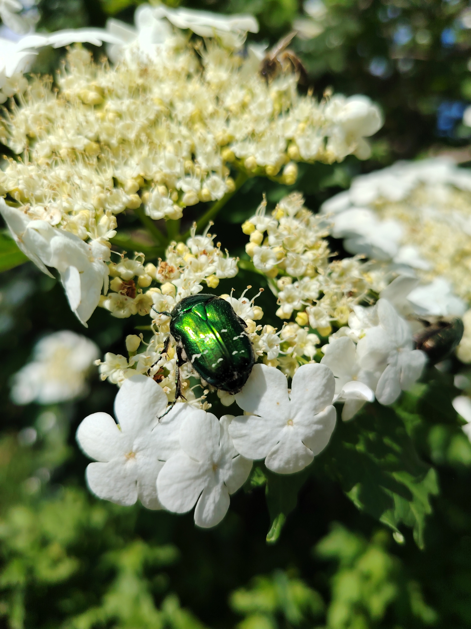 Green beetles feed on white flowers in Chaikovsky garden