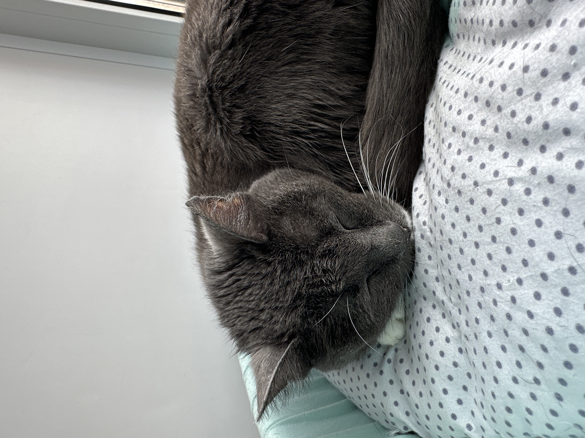 Cat sleeps on polka dot bedding in Kazakhstan
