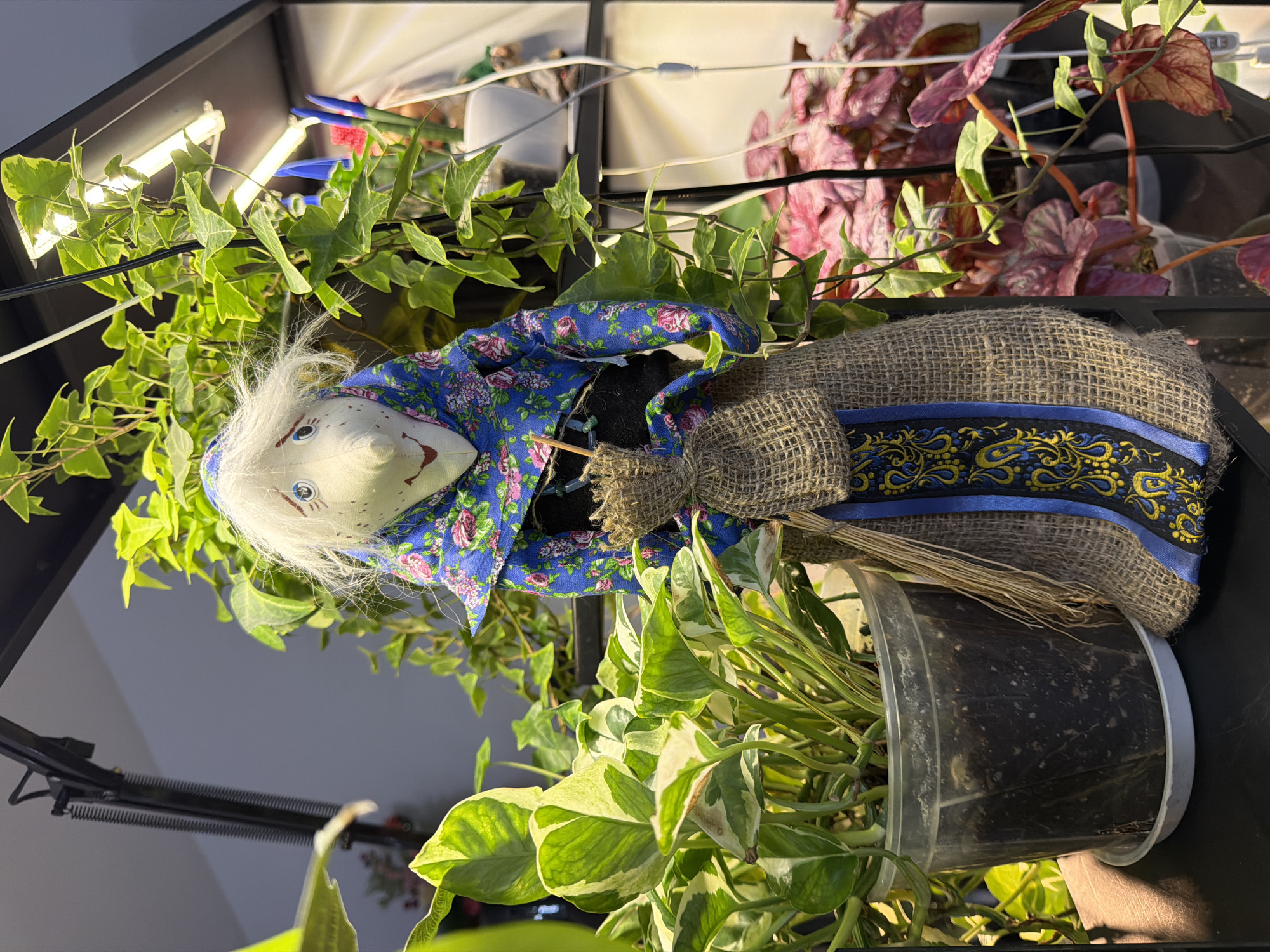 Chihuahuas, cherries, and folk decor in an Ashkelon home