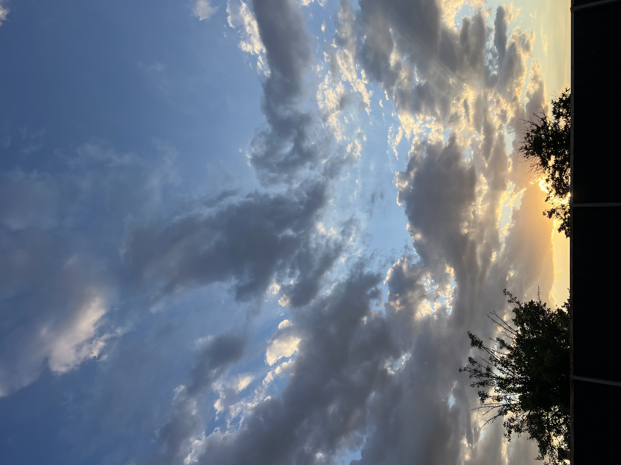 Summer evening in rural Crimea: wildflowers, garden trees, and a golden sunset