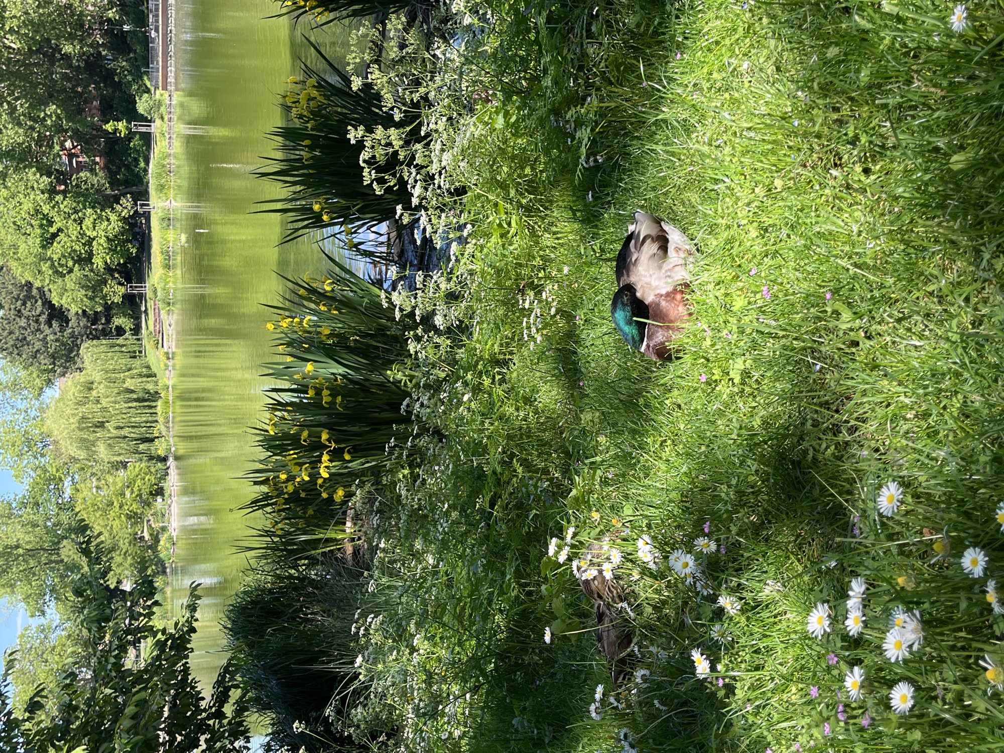 Mallard duck rests among wildflowers by Landau pond