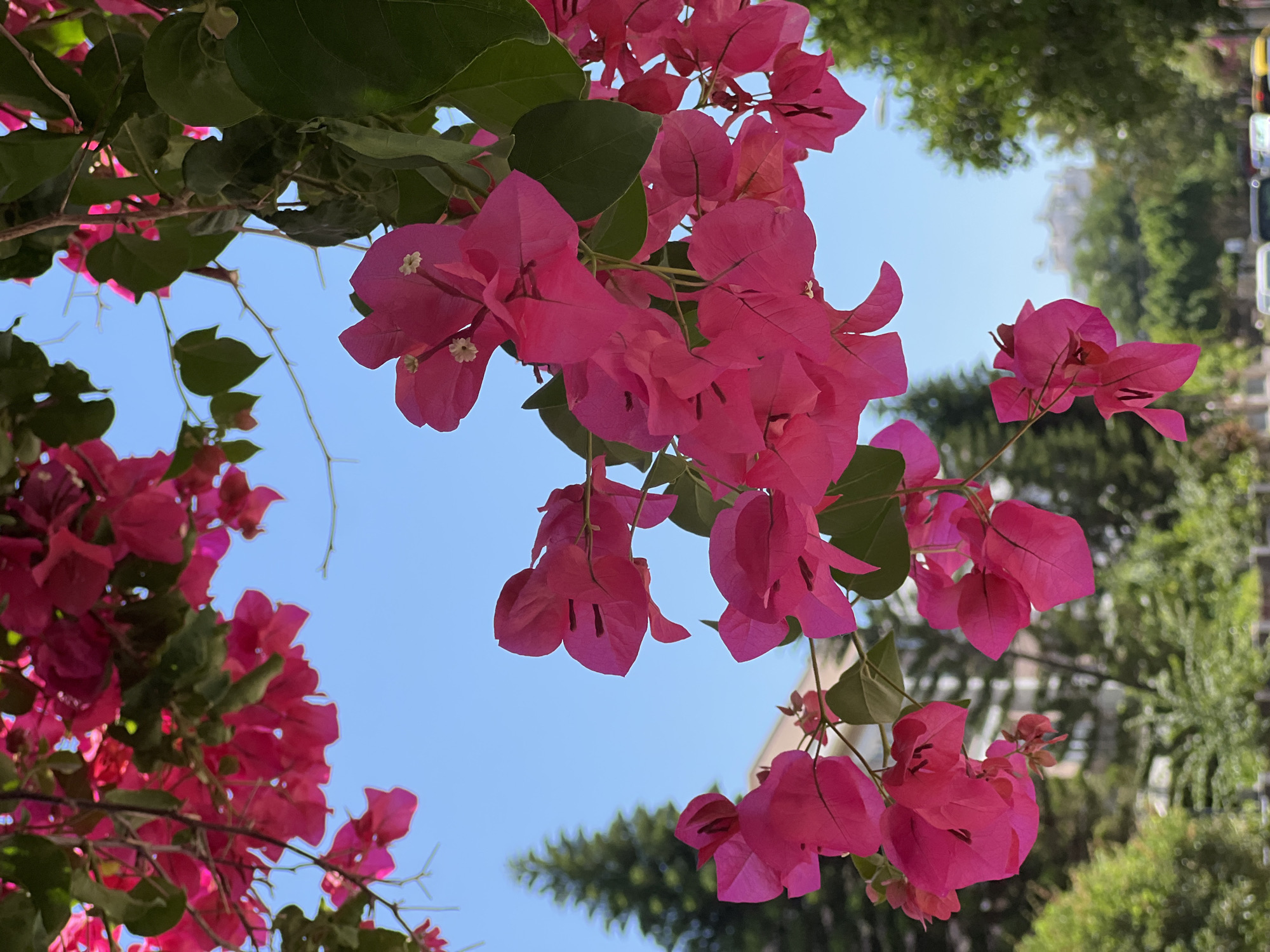 Antalya park and garden details on a June morning