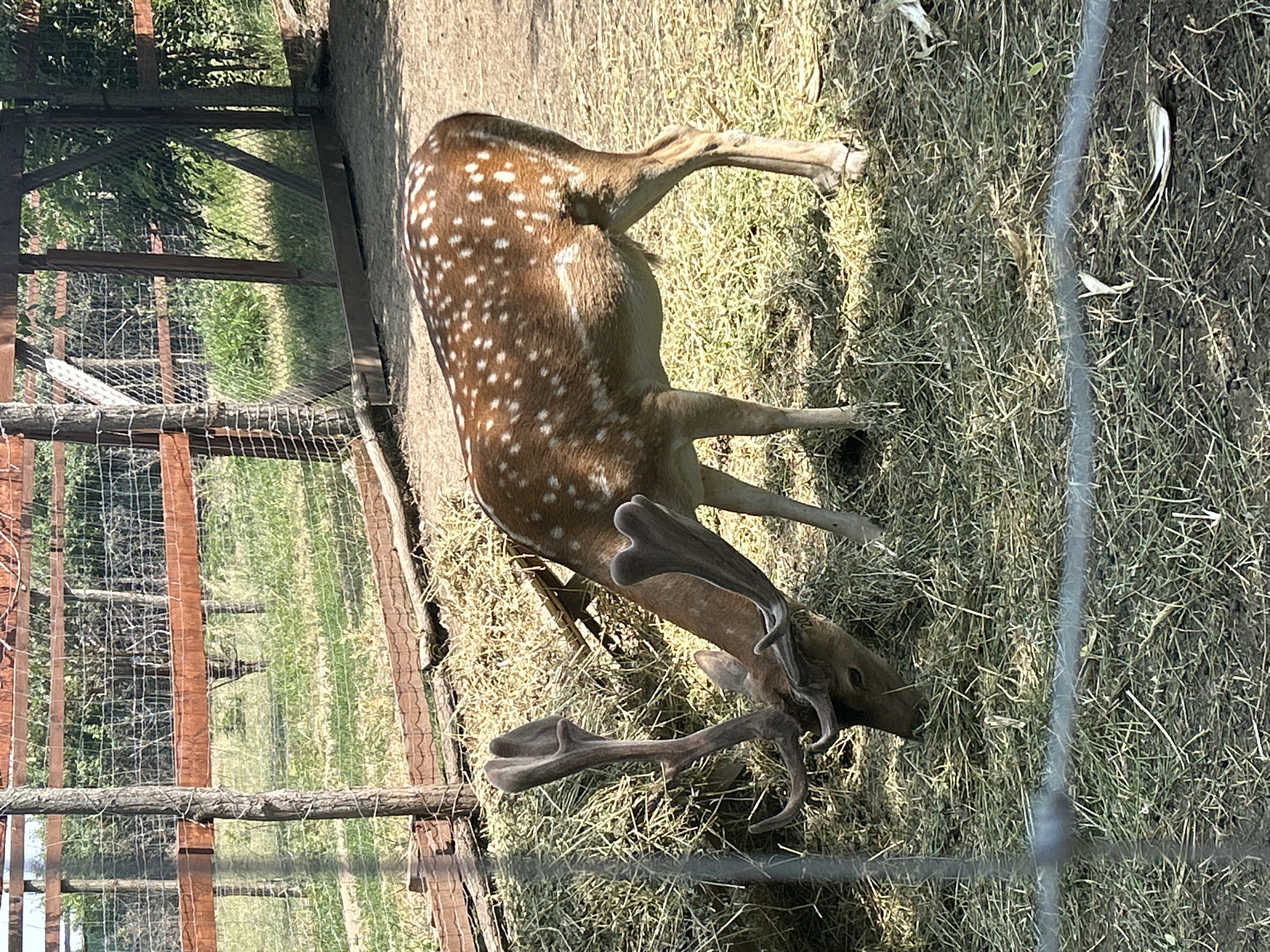 Farm animals and produce at a rural enclosure in Moldova