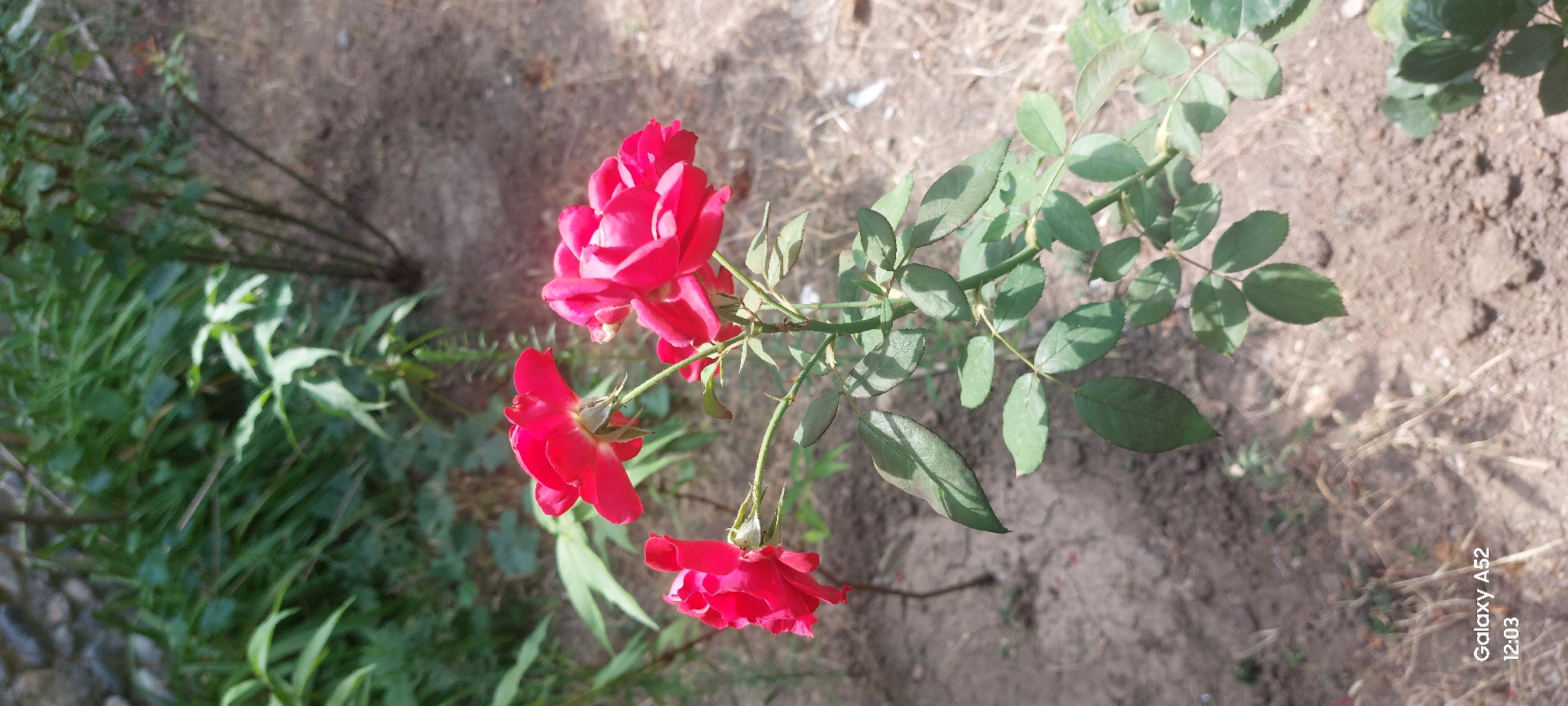 Garden blooms and fruit trees in Ganja, midsummer morning.