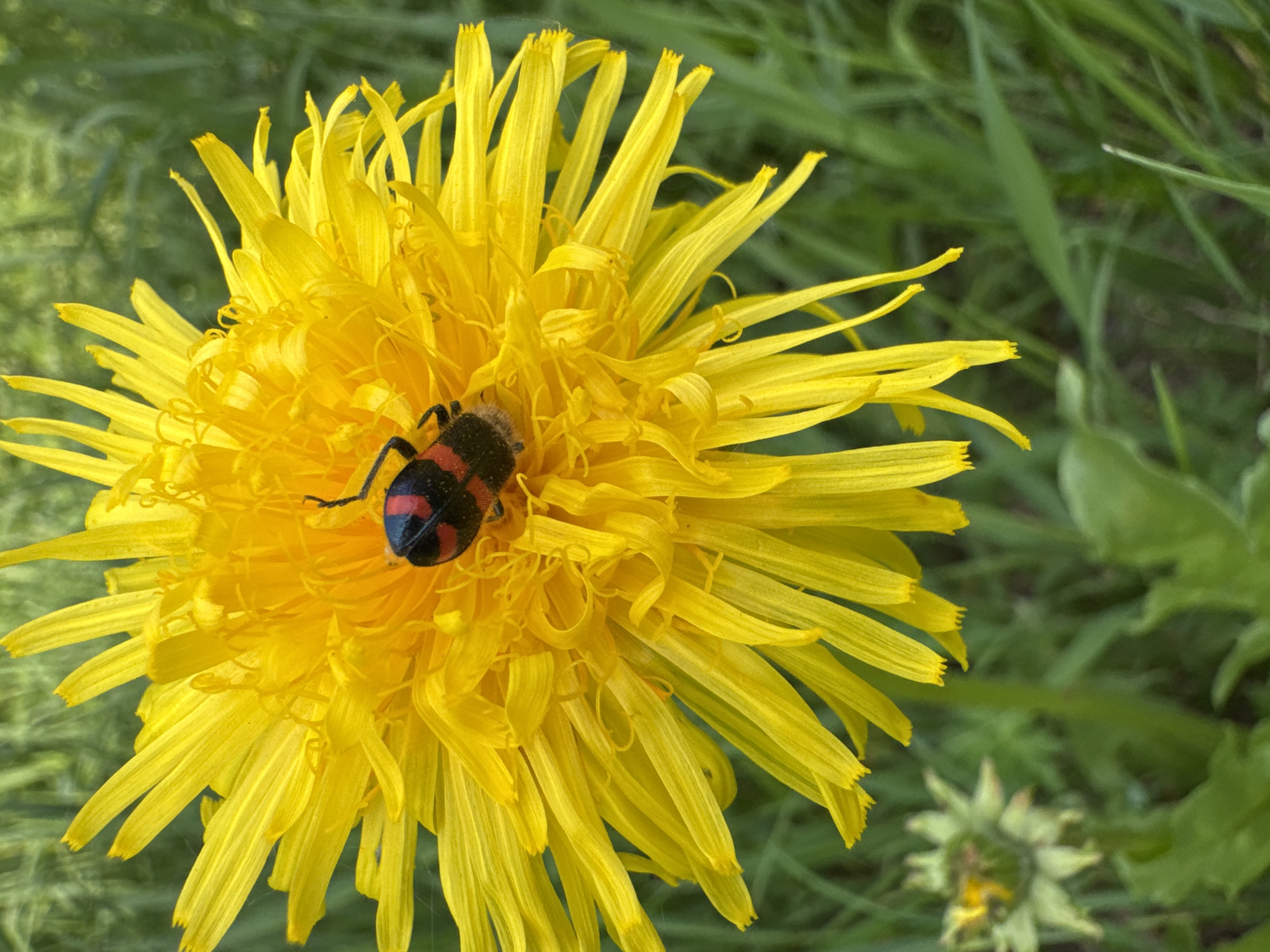 Red-marked insect rests on a yellow dandelion in Tynda