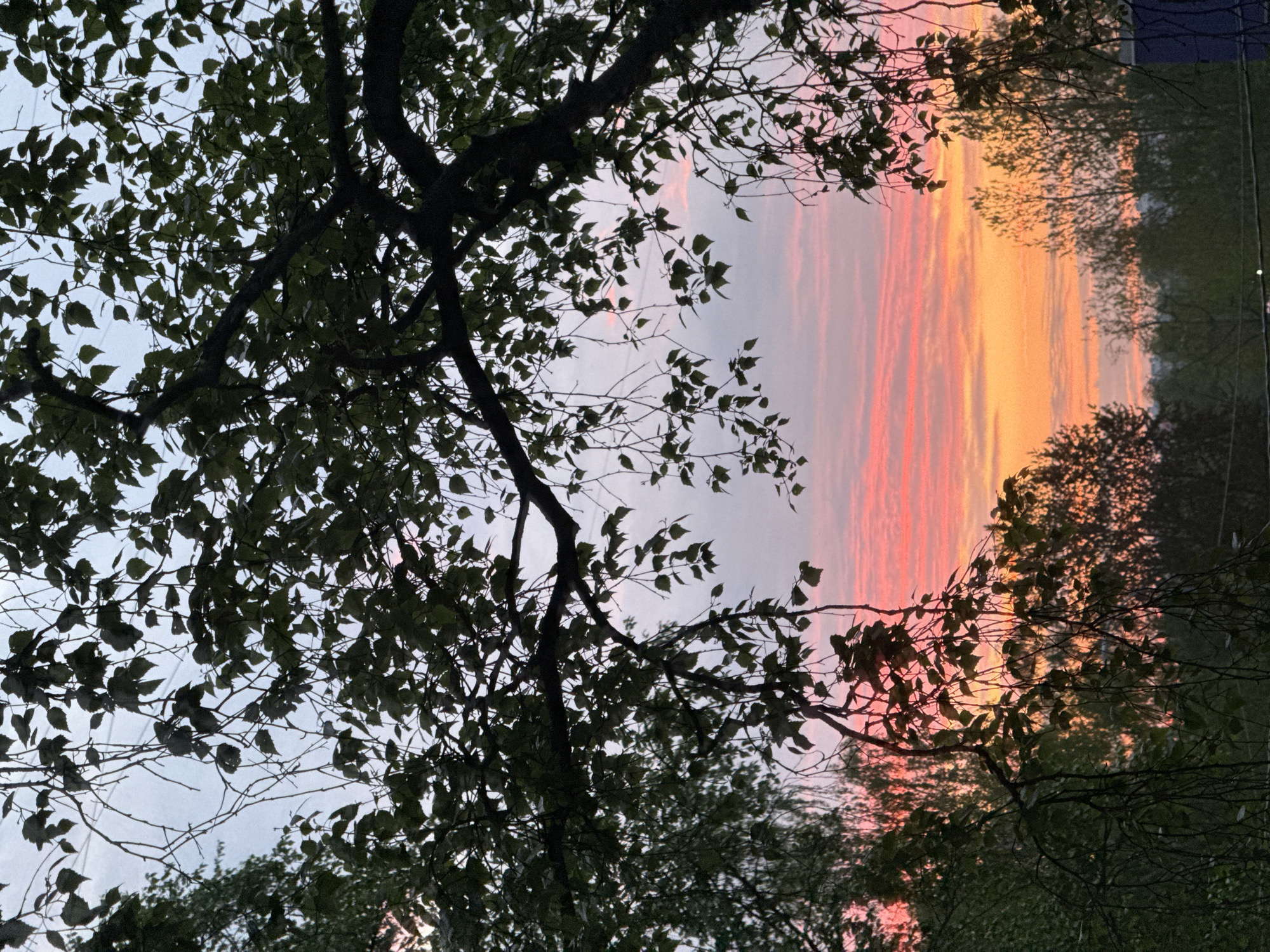 Sunset observed through trees in Saint Petersburg, Russia