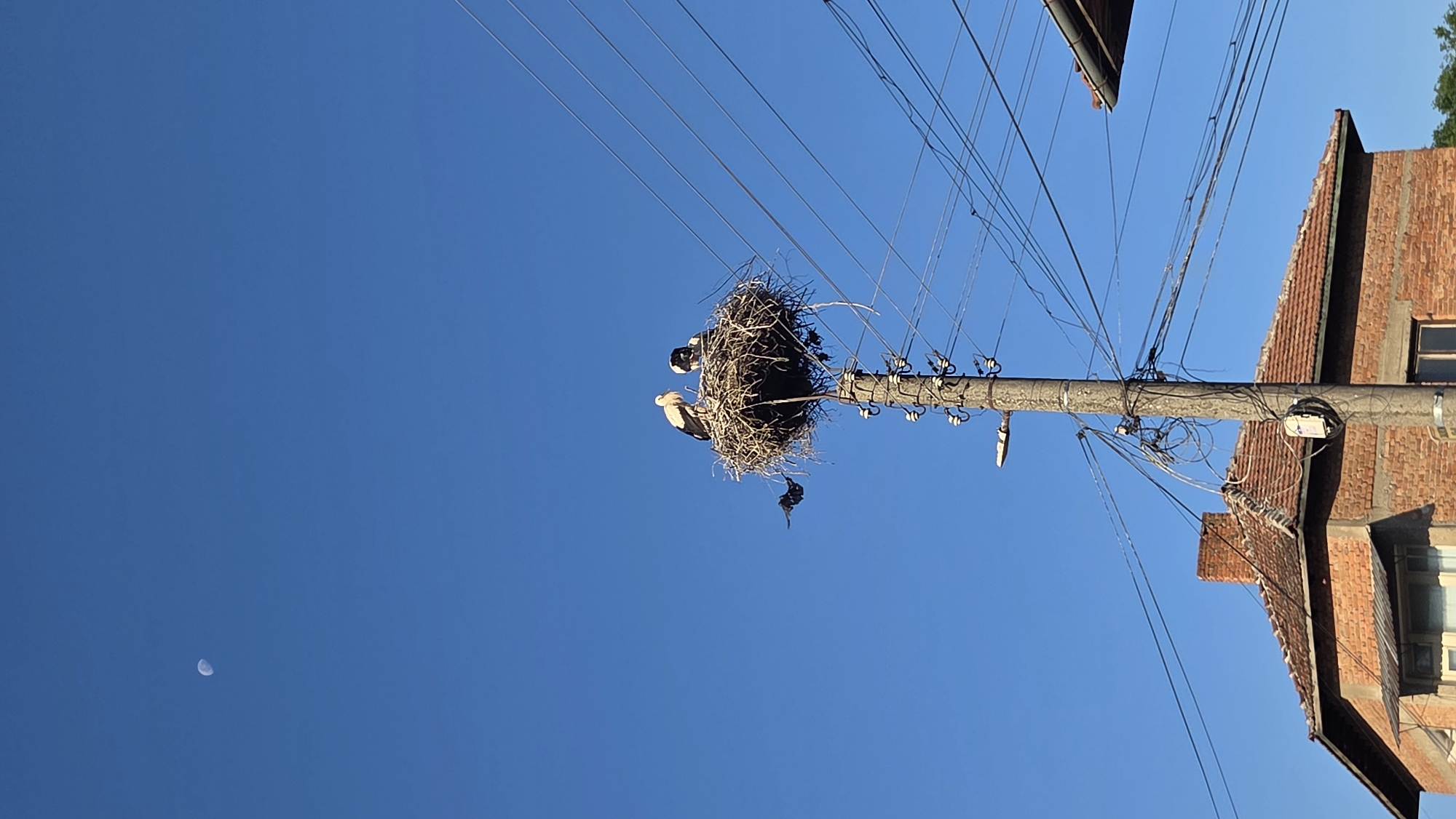Storks nesting on a utility pole in Bania, Bulgaria