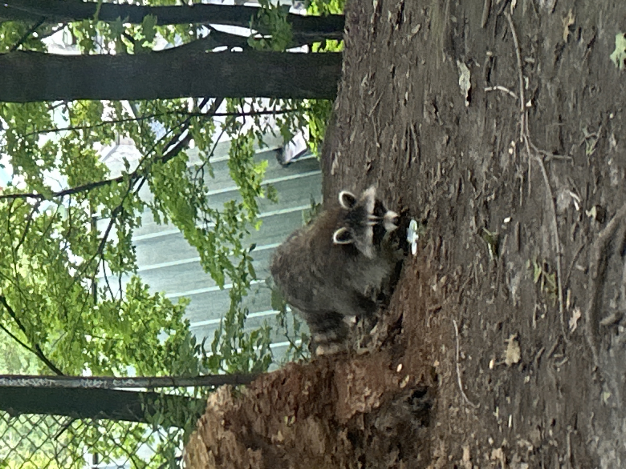 Raccoon and tree canopies in a Montreal park at night