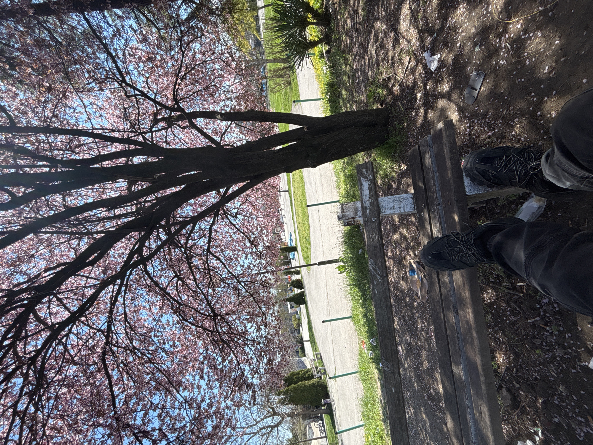 Person enjoys spring day under cherry blossoms in Shumen park