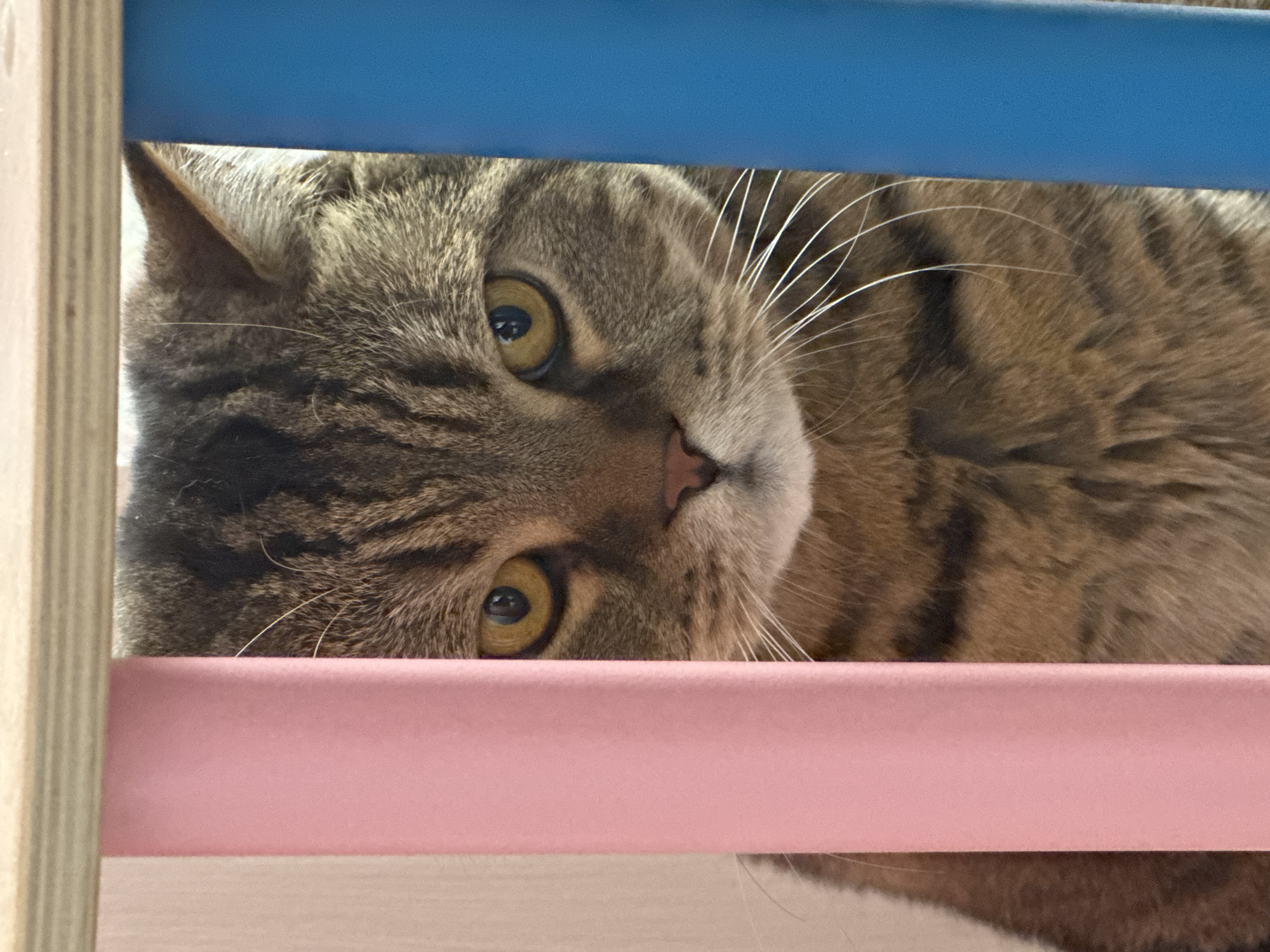 Tabby cat hangs out around a colorful Pikler triangle indoors