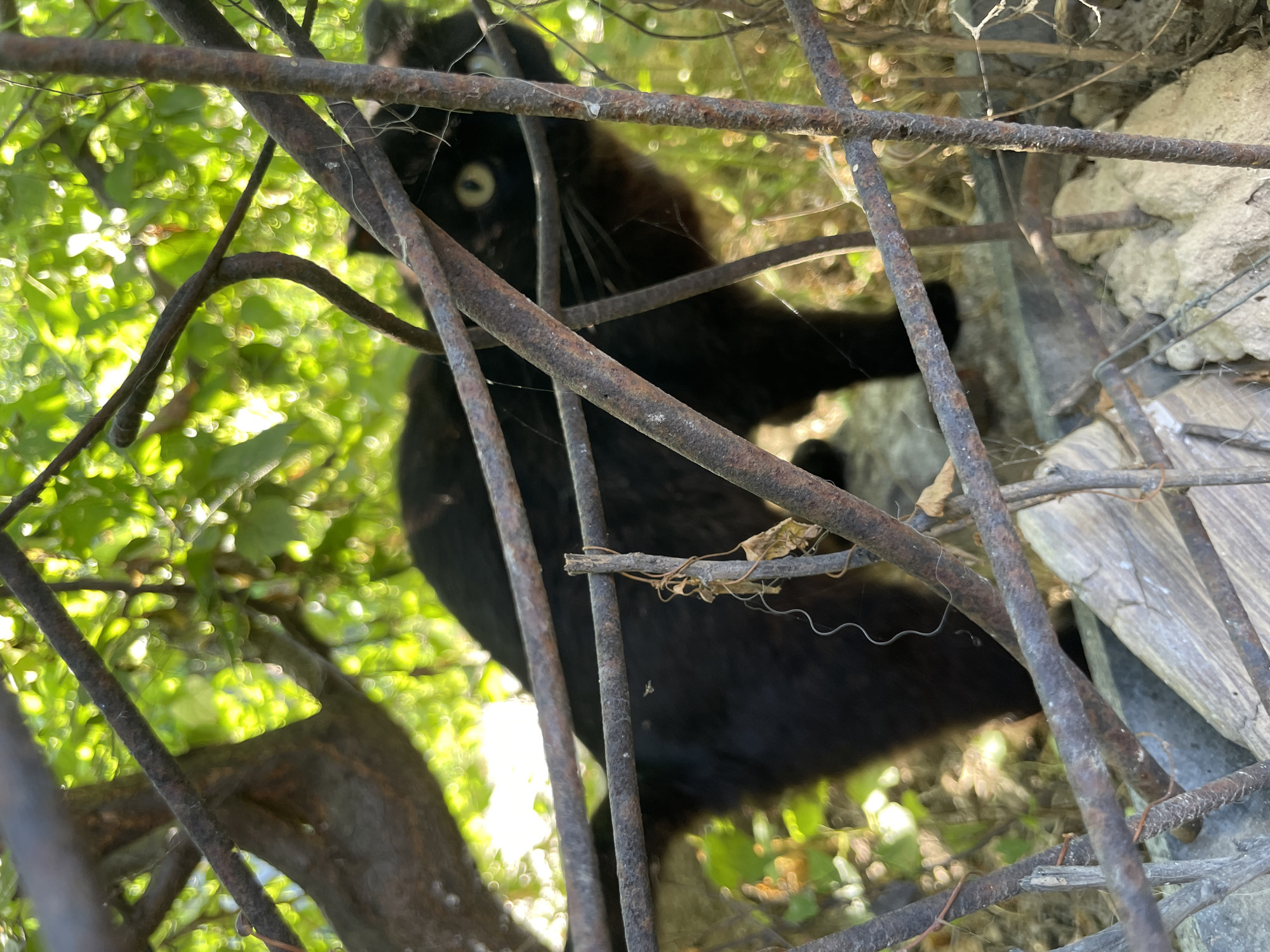 Black cat and overgrown fences in a quiet Aktau alley