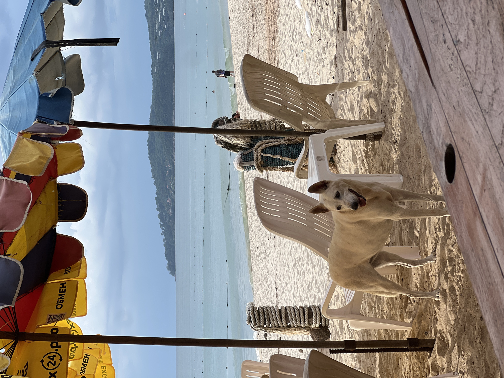 Beachside Scene with Dog, Umbrellas, Chairs Documented by Witnesses