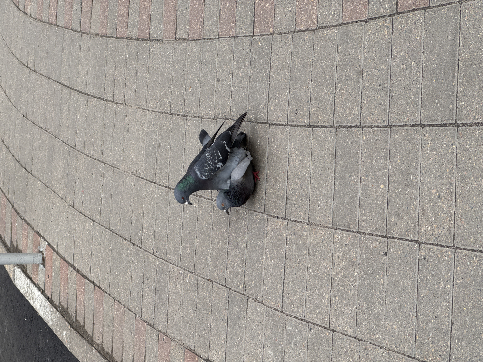 Pigeons doing pigeon things on a Ramenskoye sidewalk
