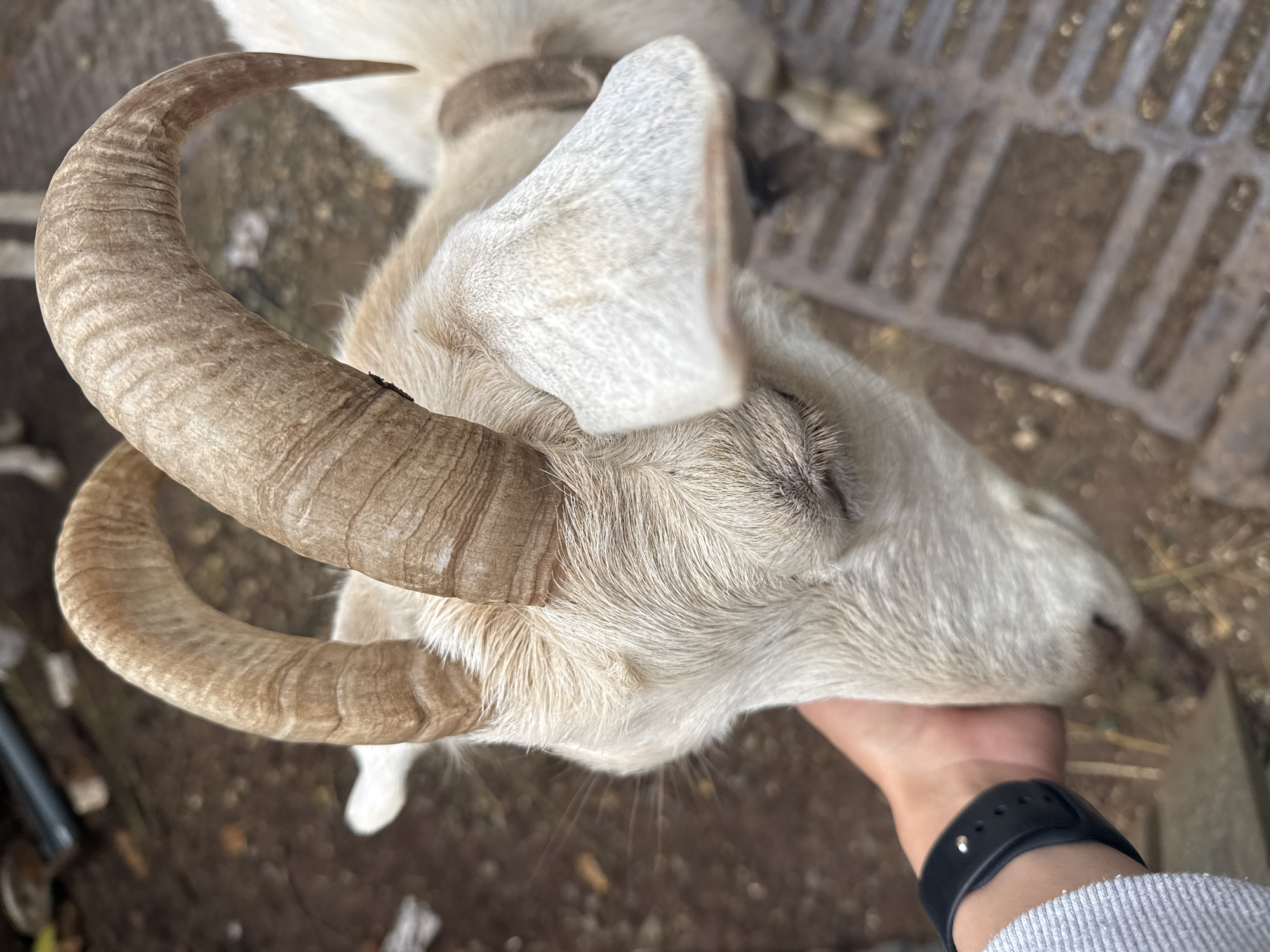 Hand petting a white horned goat in rural Russia