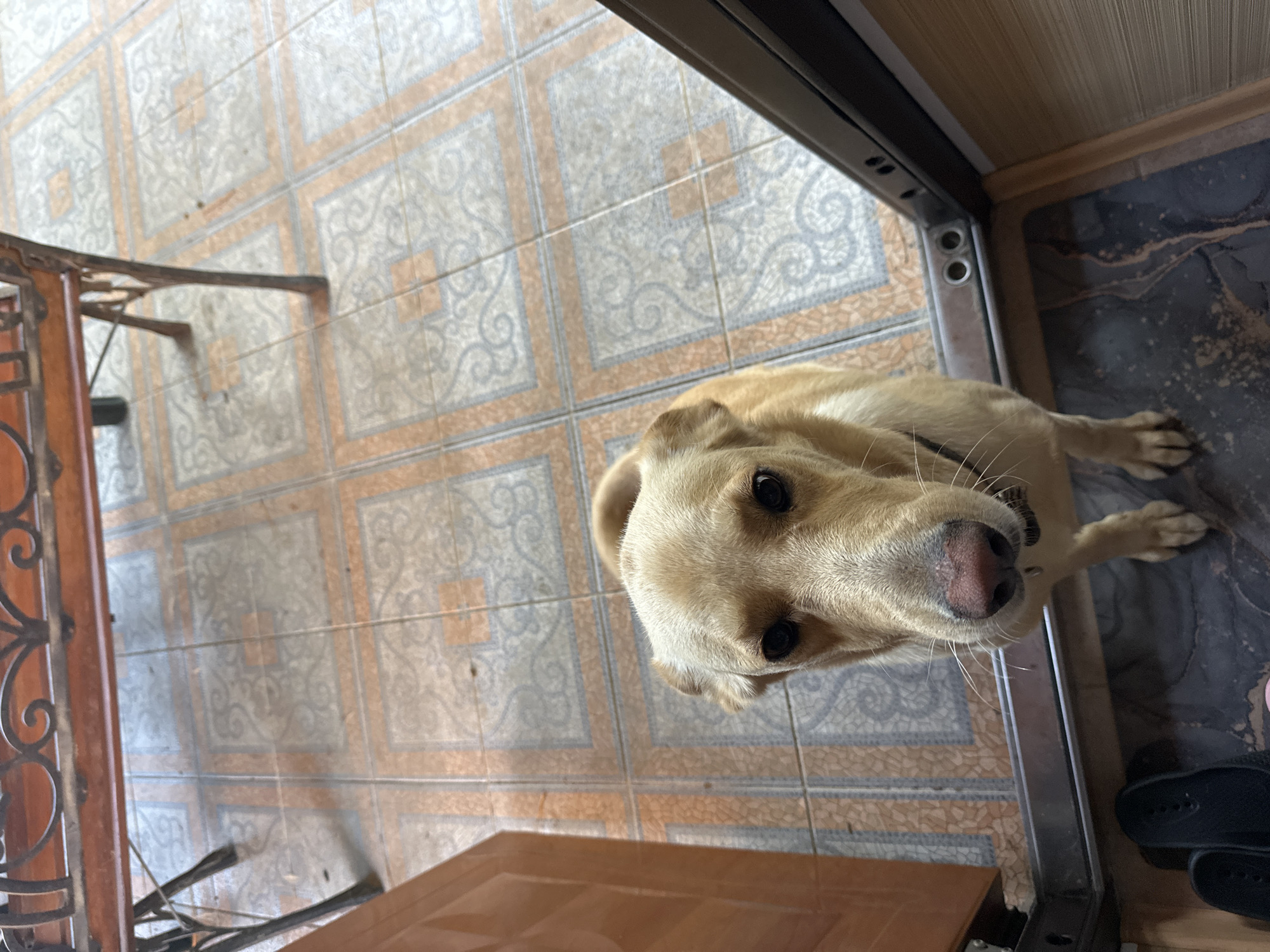 Dog's morning at a Sochi residence, patio play and street strolls