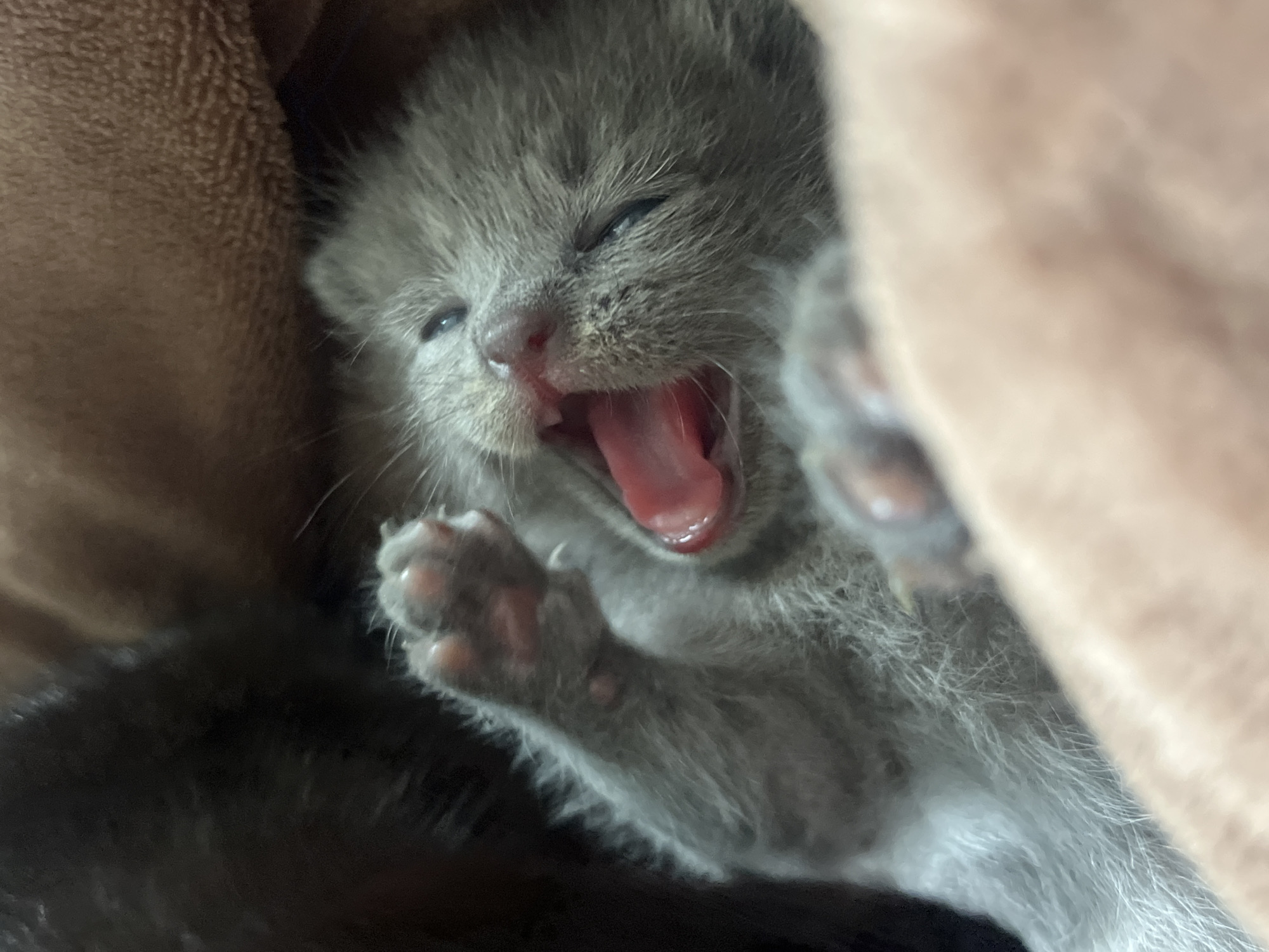 Newborn kitten and pink roses, quietly photographed indoors