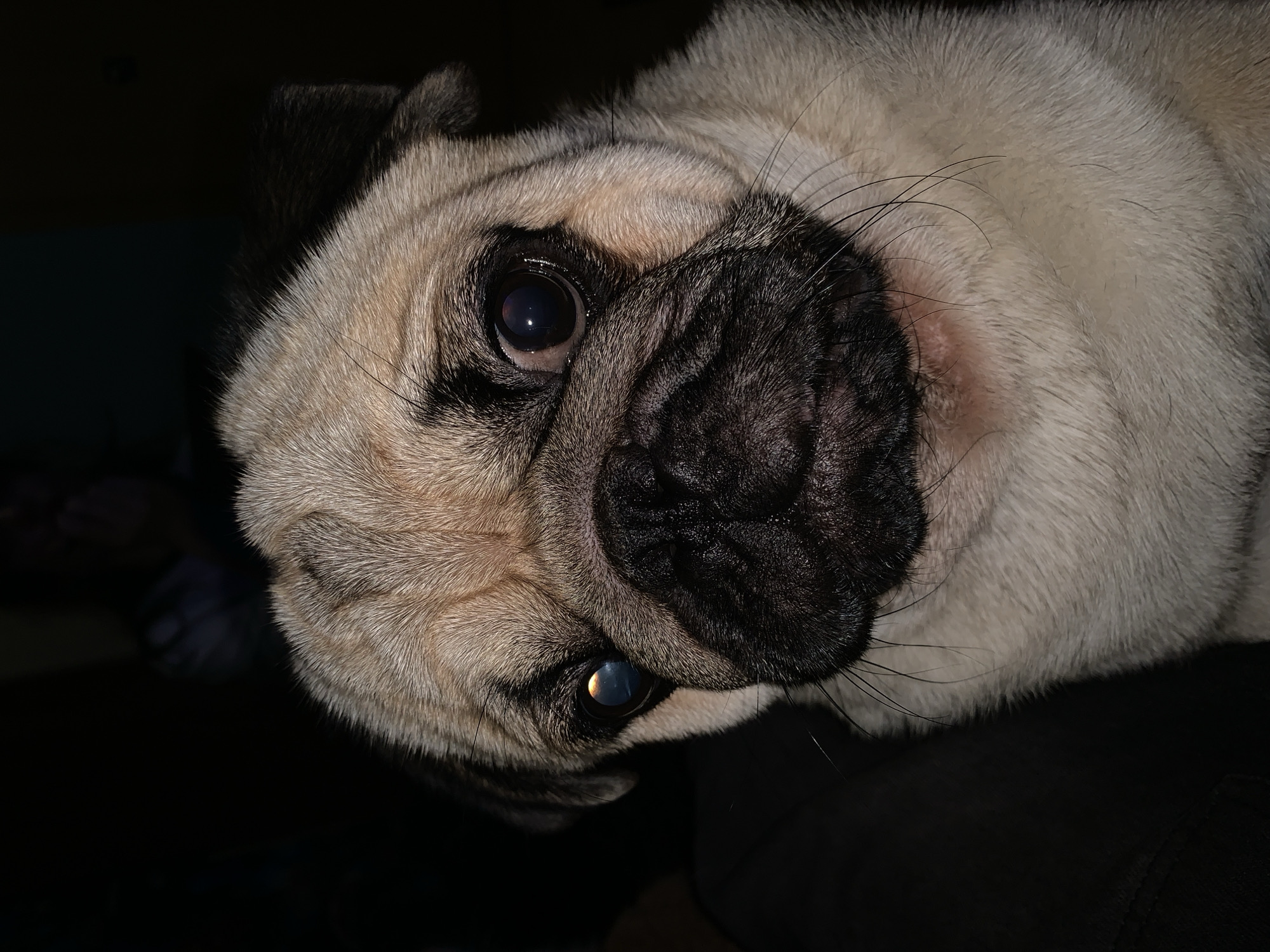 Casual home snapshots: a pug, shelves, blinds, and a table
