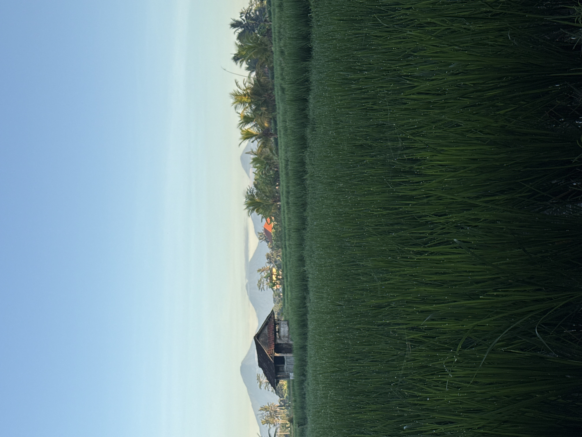 Twilight rice fields documented in Pejeng Kaja, Indonesia