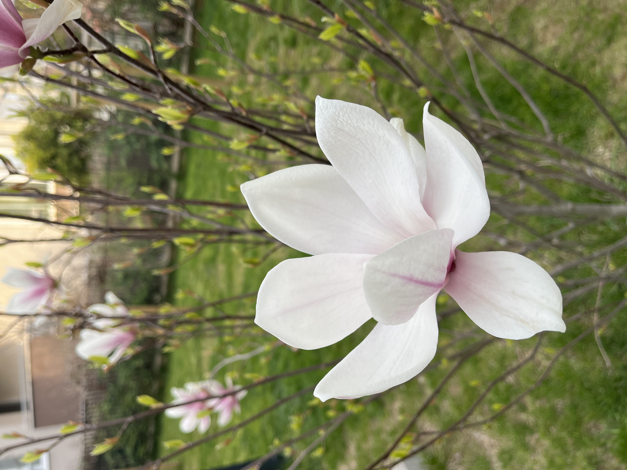 Sofia resident captures spring blooms, cloudy cityscape during afternoon walkabout