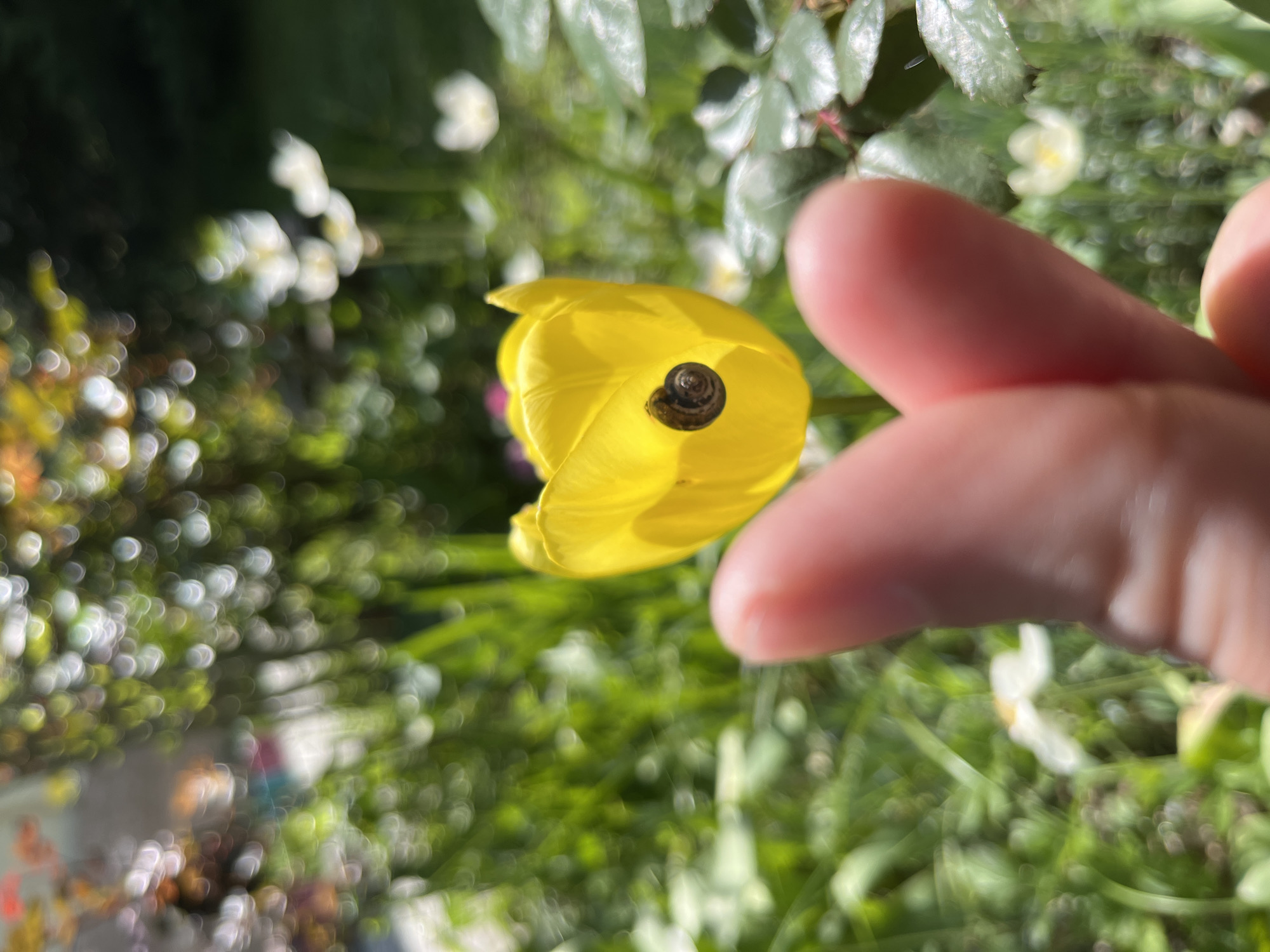 Snail found inside blooming yellow tulip in Bulgarian garden