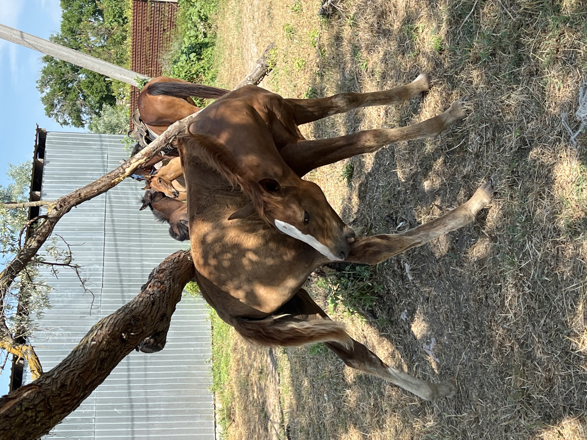 Morning at a Ukrainian horse farm, foals and rides included
