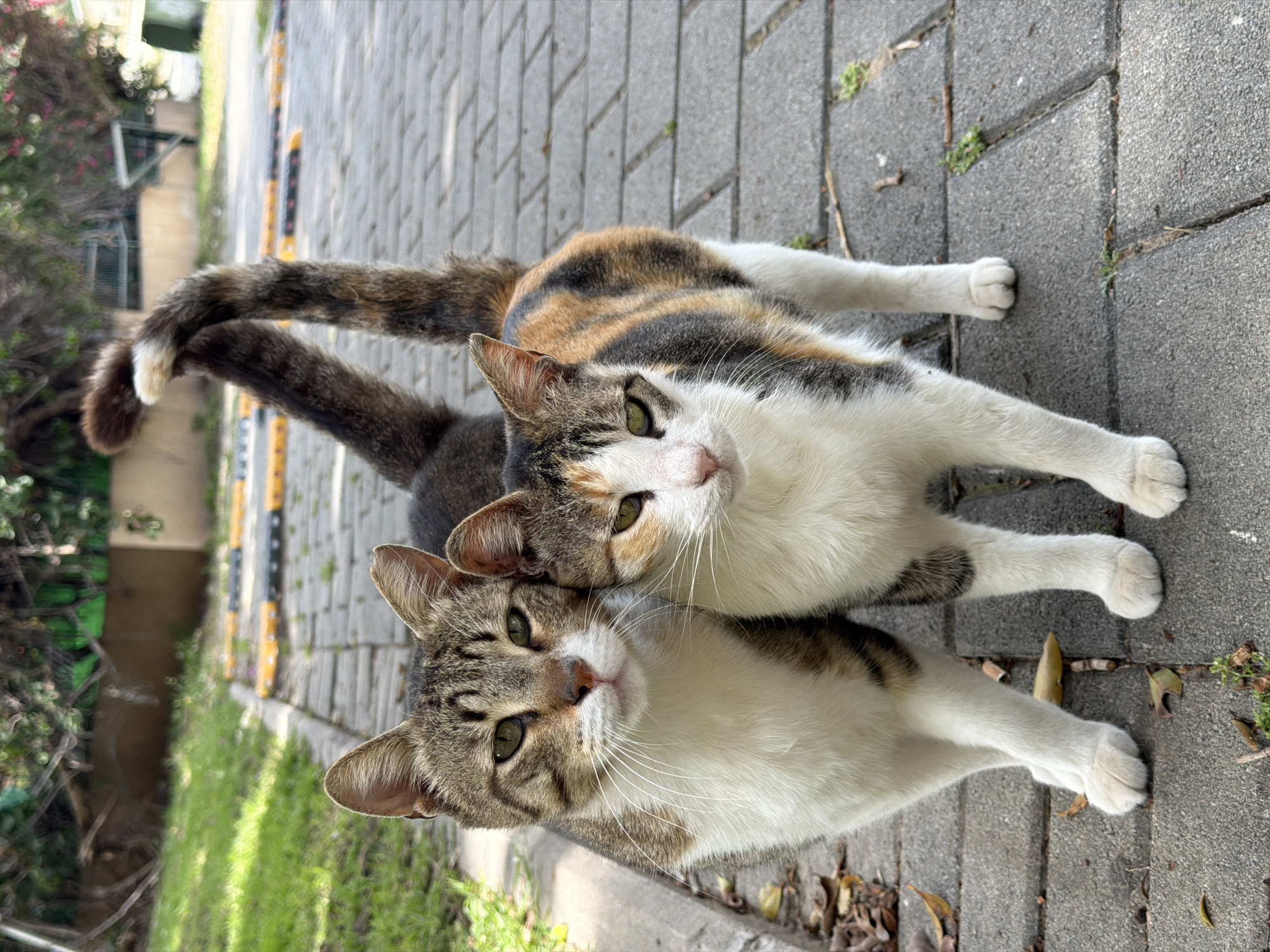 Multiple cats spotted lounging on Bat Yam sidewalks