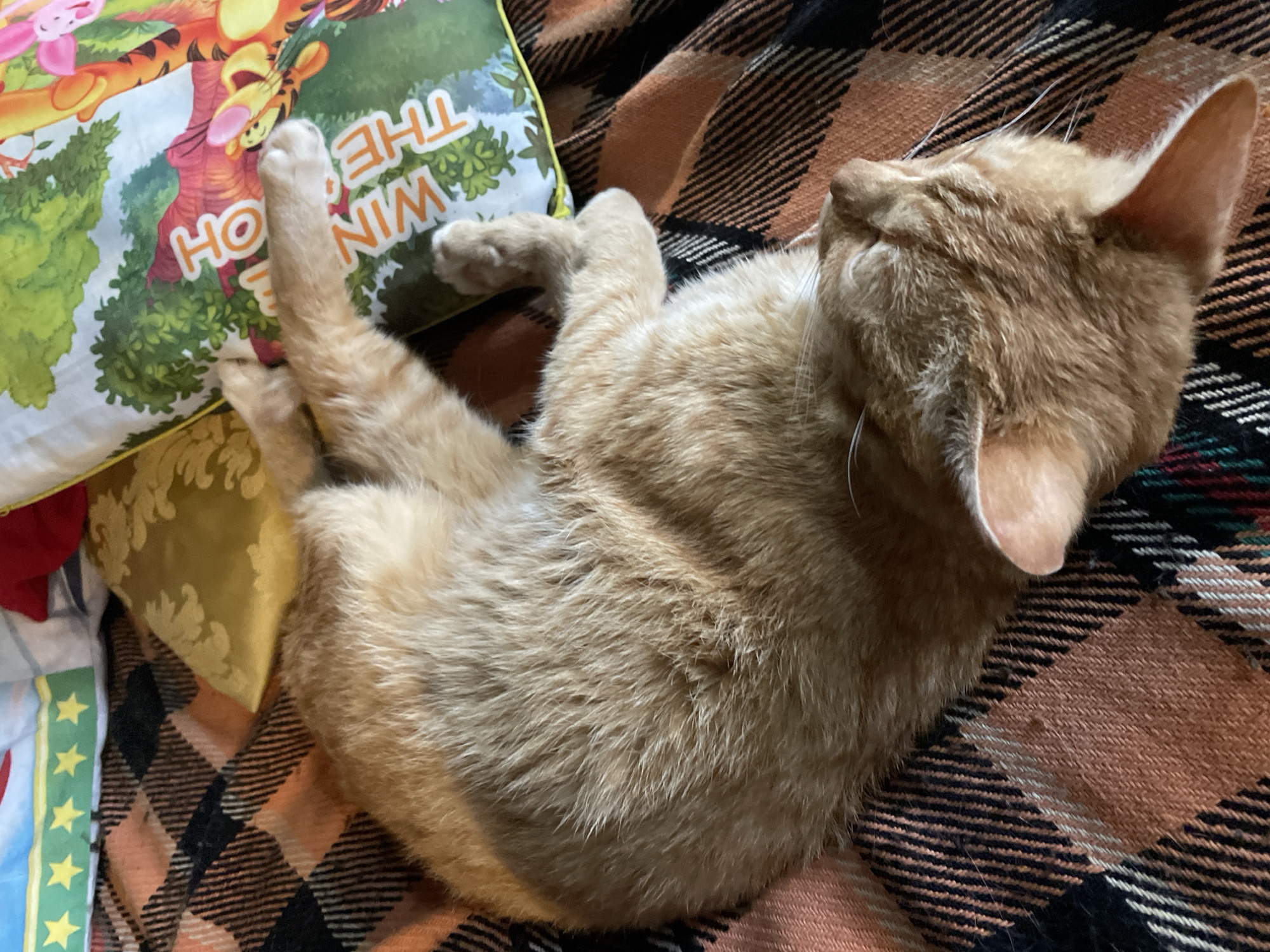 Orange tabby cat enjoys quiet afternoon with owner in Bulgaria