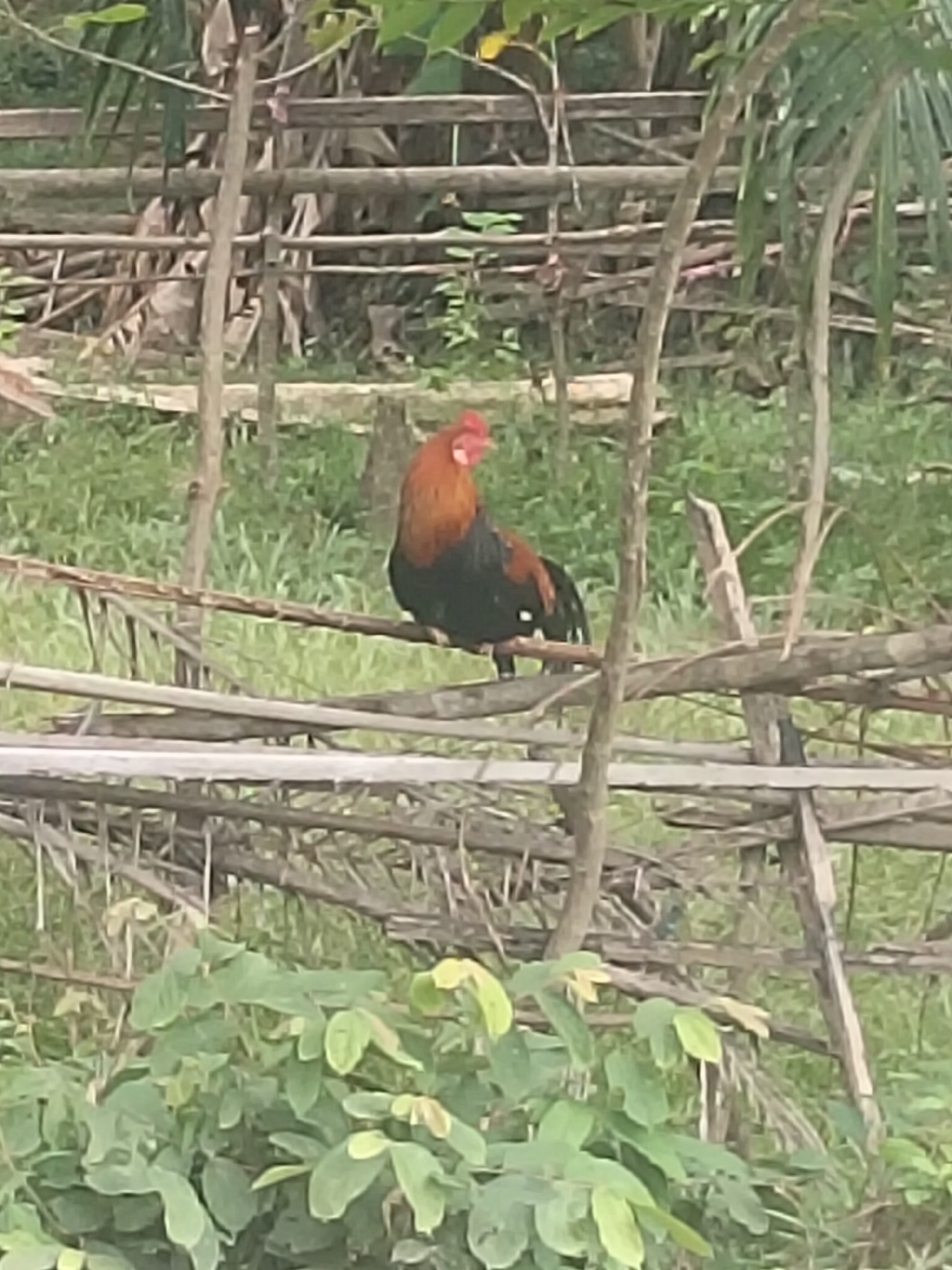 A rural Meunyepayong homestead in full growing season