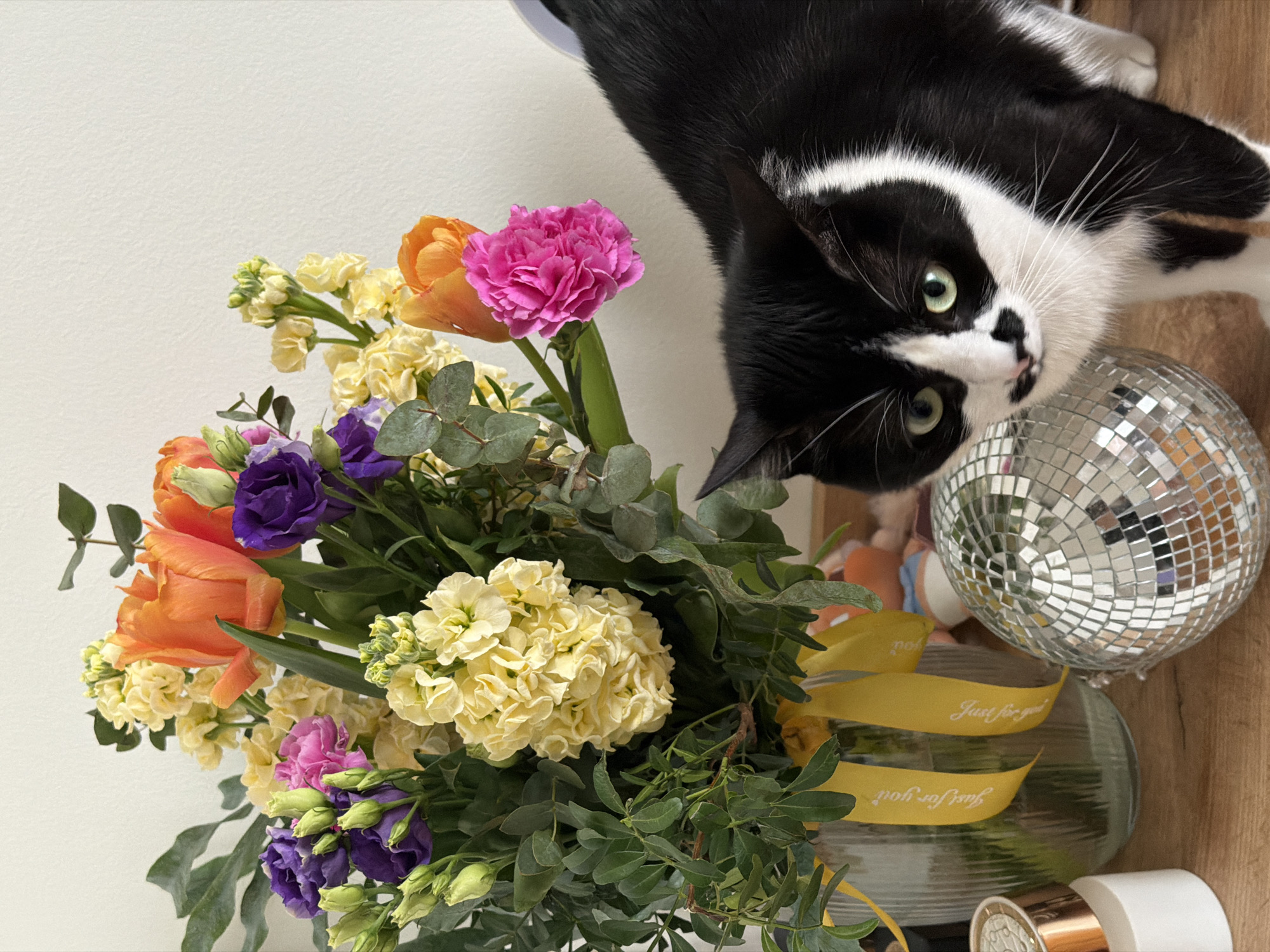 Cat explores flower bouquet in Belgrade home
