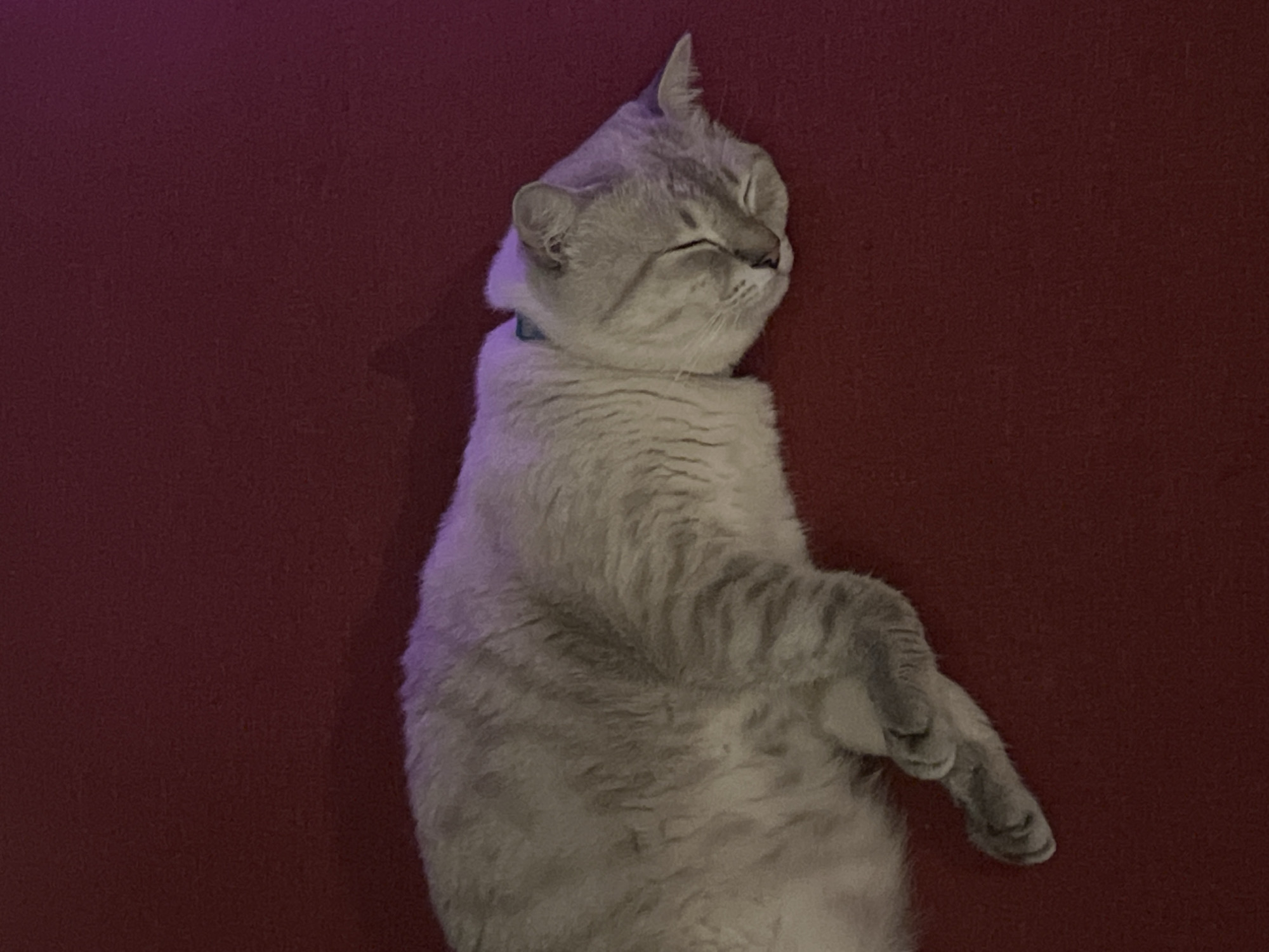 Cat sleeps peacefully on red furniture surface