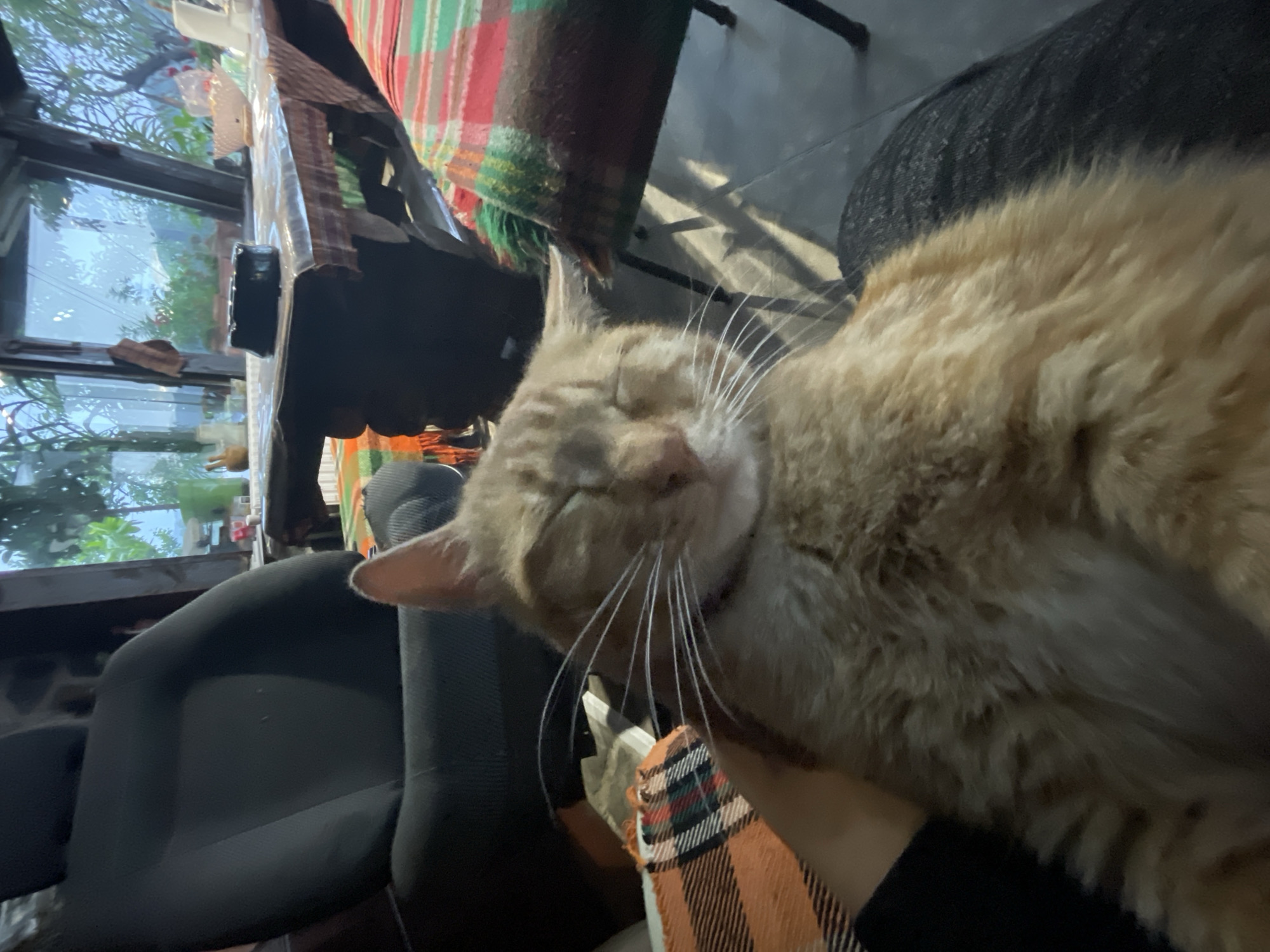 Orange tabby cat resting and grooming indoors in Bulgaria