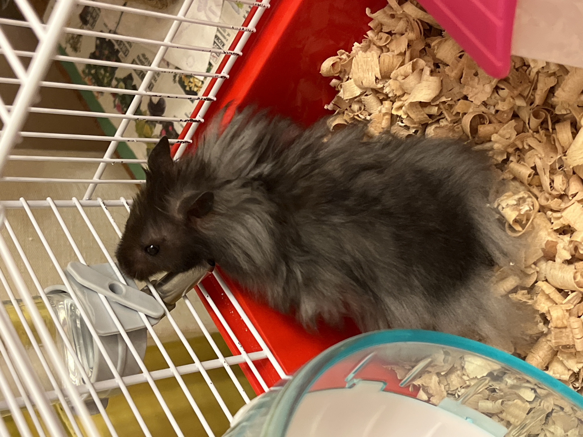 Hamster drinks and explores its cage