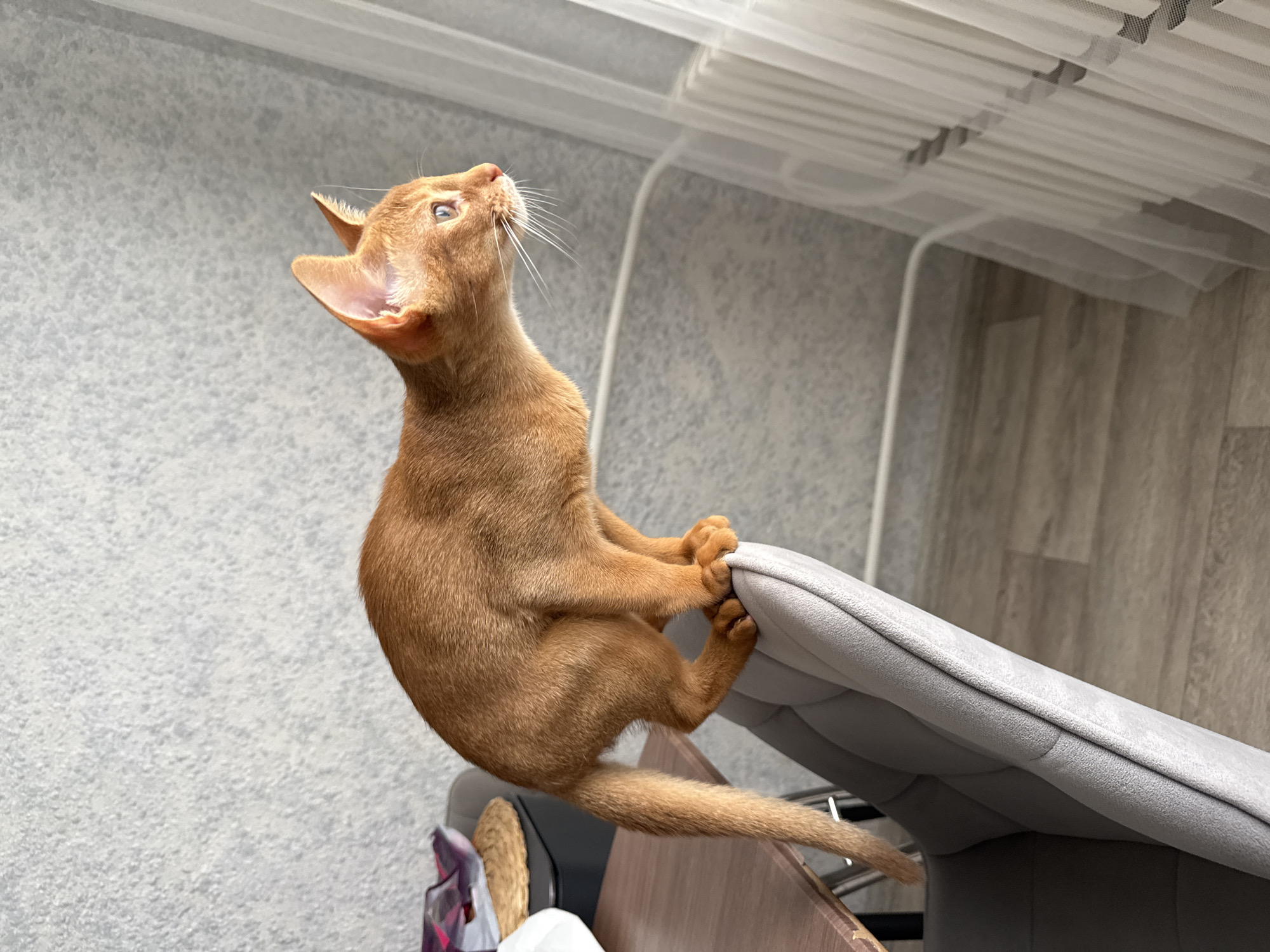 Ginger cat at home in Stary Oskol, on chair and windowsill