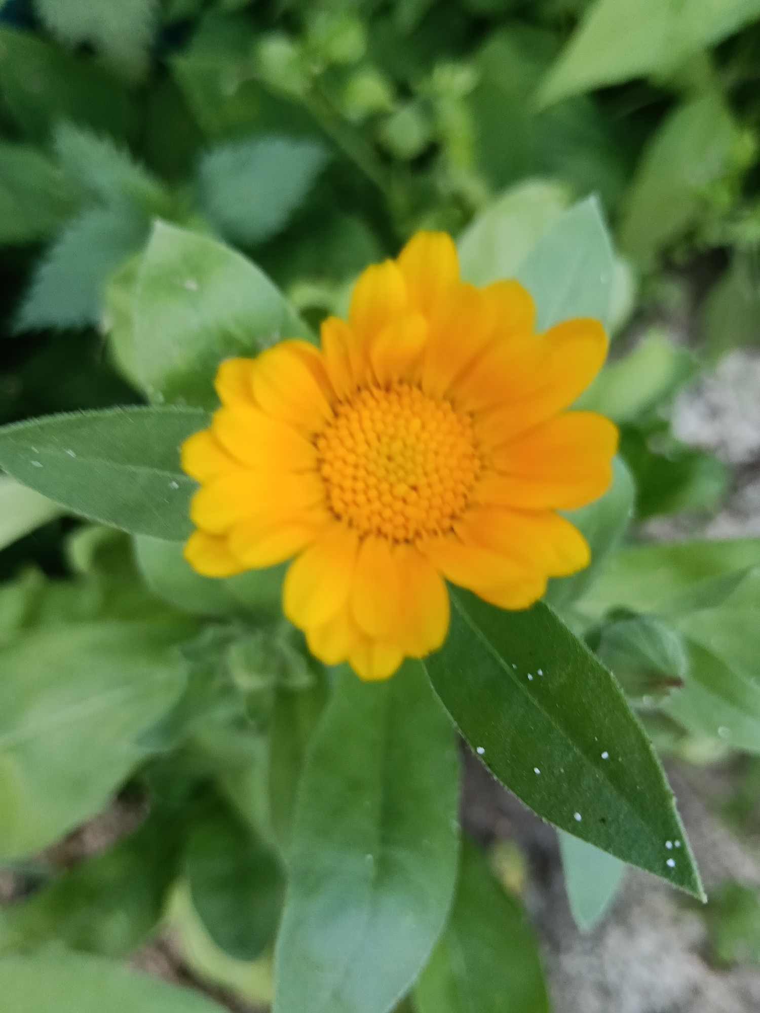 Summer Garden Life Documented in Красный Маяк, Russia