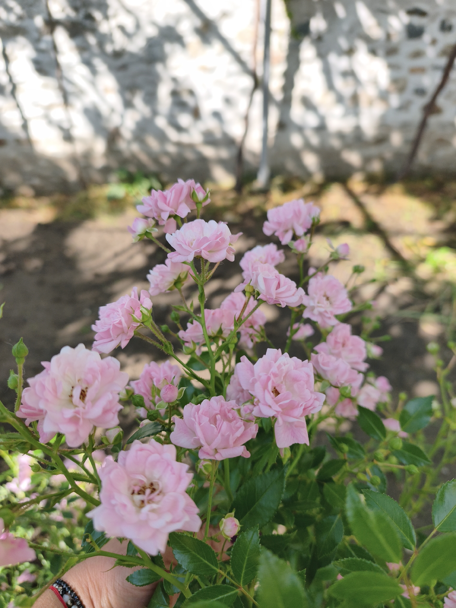 Cat rests among blooming roses in Bulgarian garden
