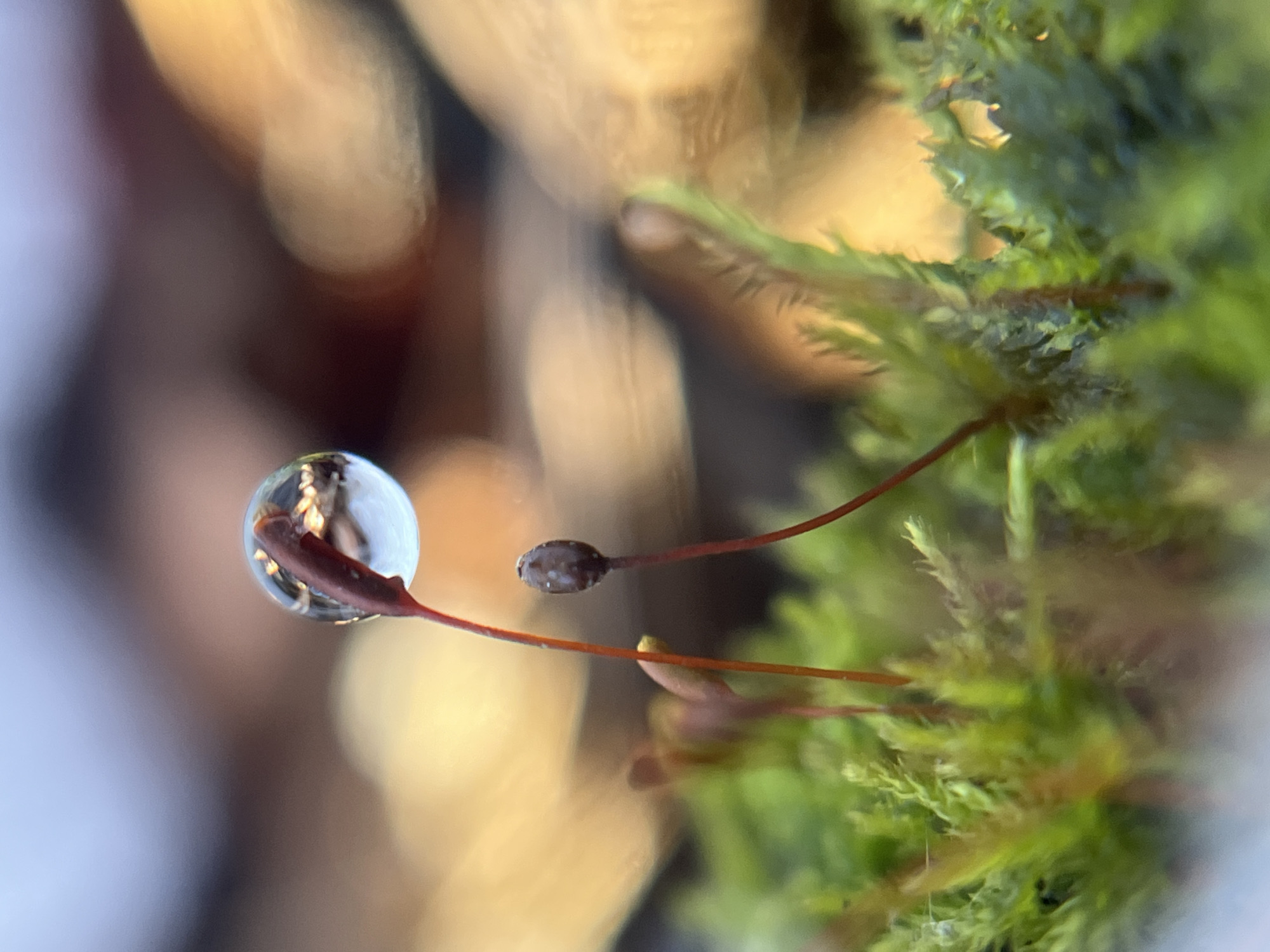 Spring day documented through nature photography in rural Russia