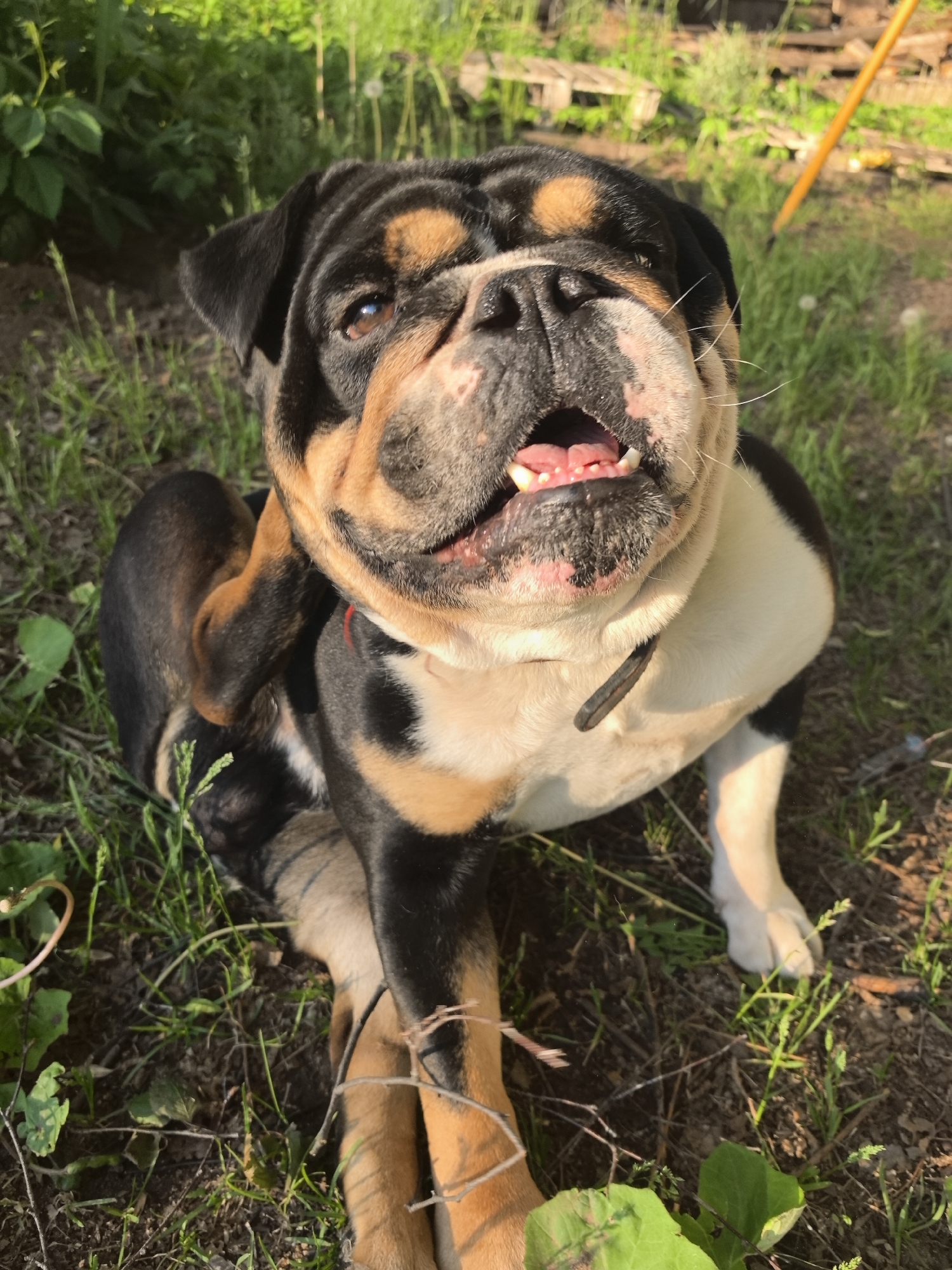 Bulldog photographed in yard scratching ear in Noviy, Russia