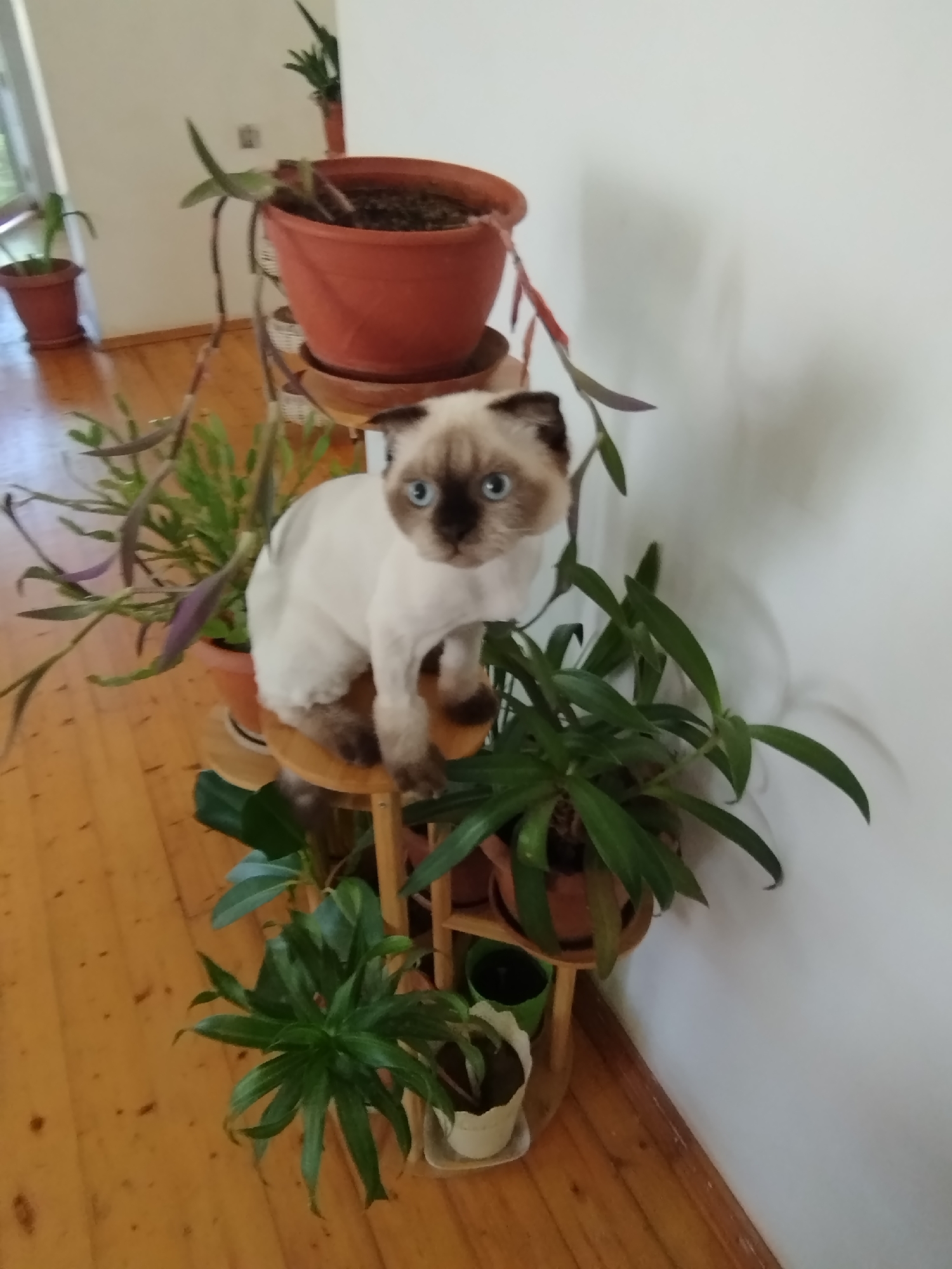 Siamese cat's morning in a Baku apartment