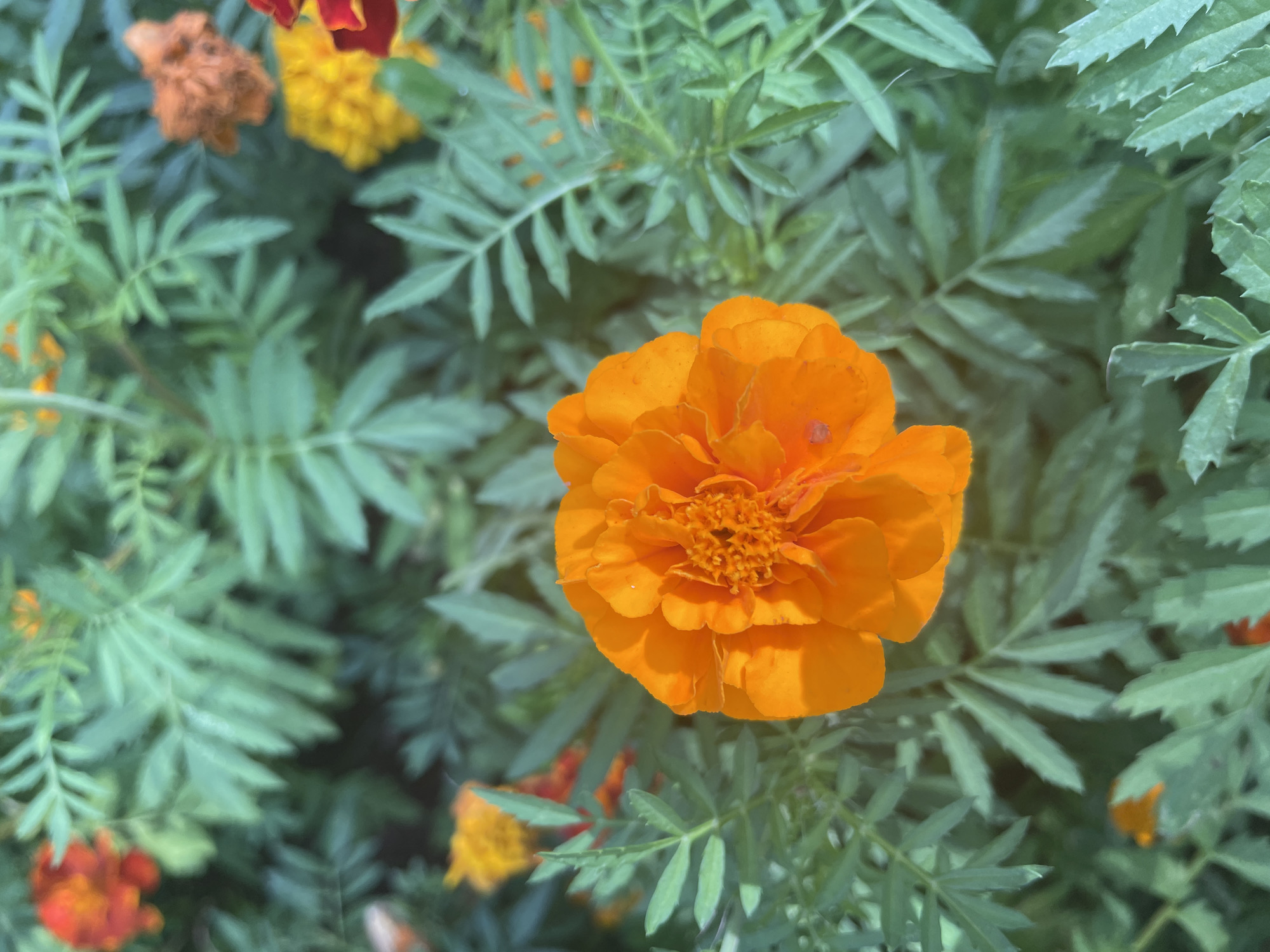 Marigolds in bloom and a curious dog in Surgut
