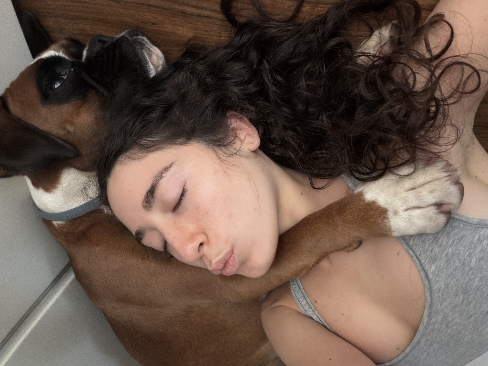 Brindle boxer dog resting close in a Lissone morning scene