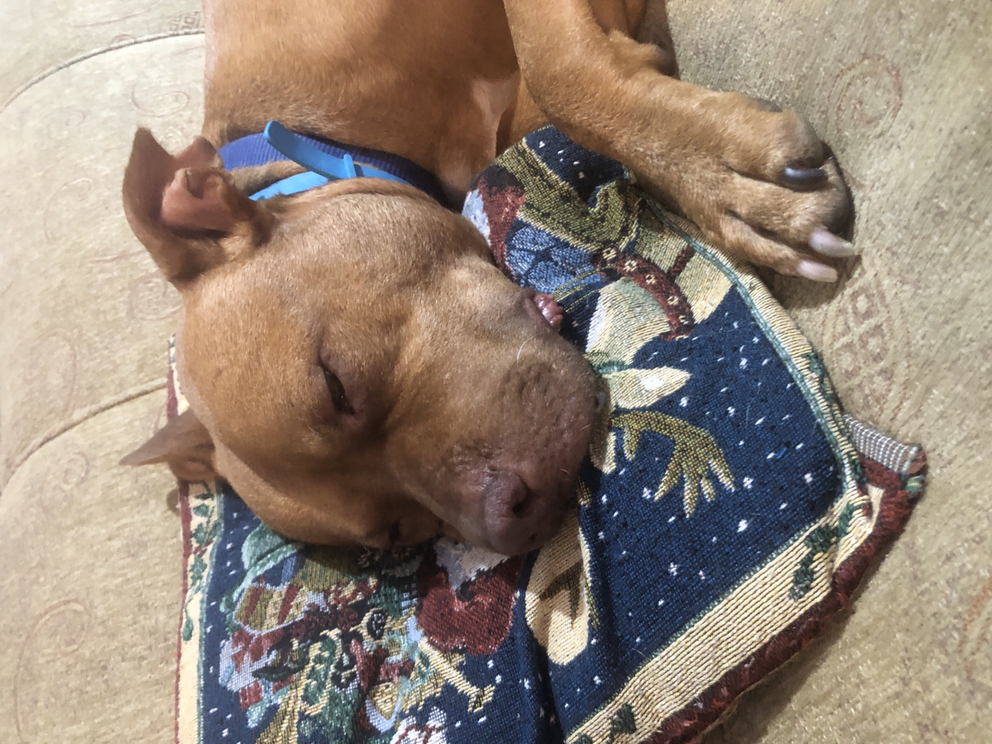Pit bull snoozing on a blanket in Sofia