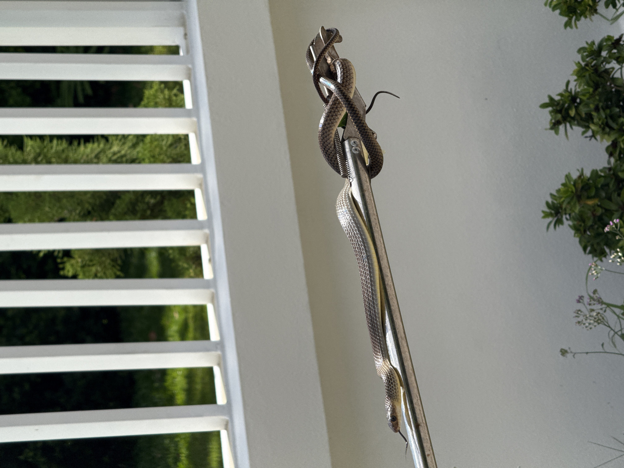 Two snakes handled on a pole at a Ko Samui residence