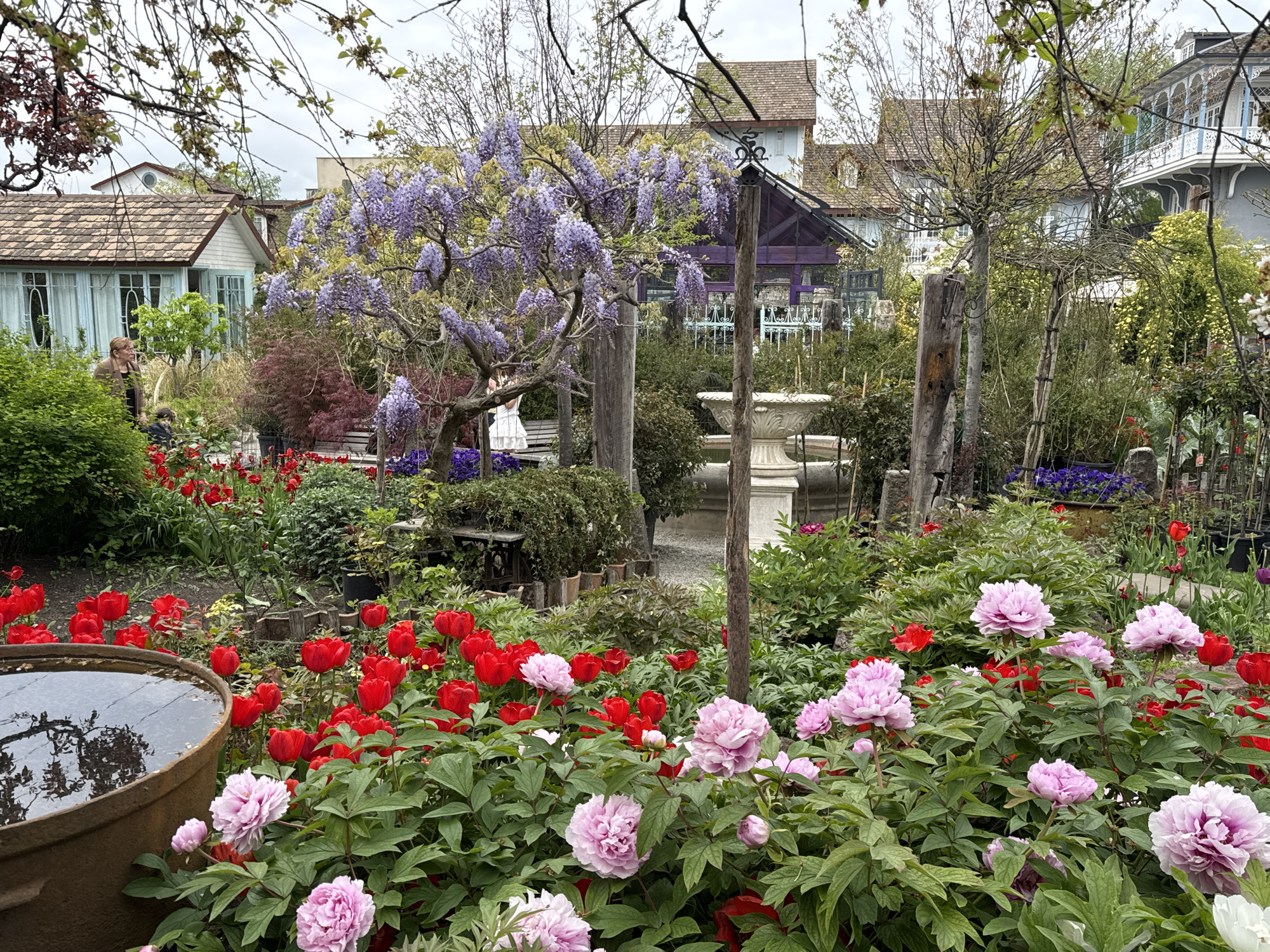 Spring garden bloom captured in Tbilisi with swing visitor