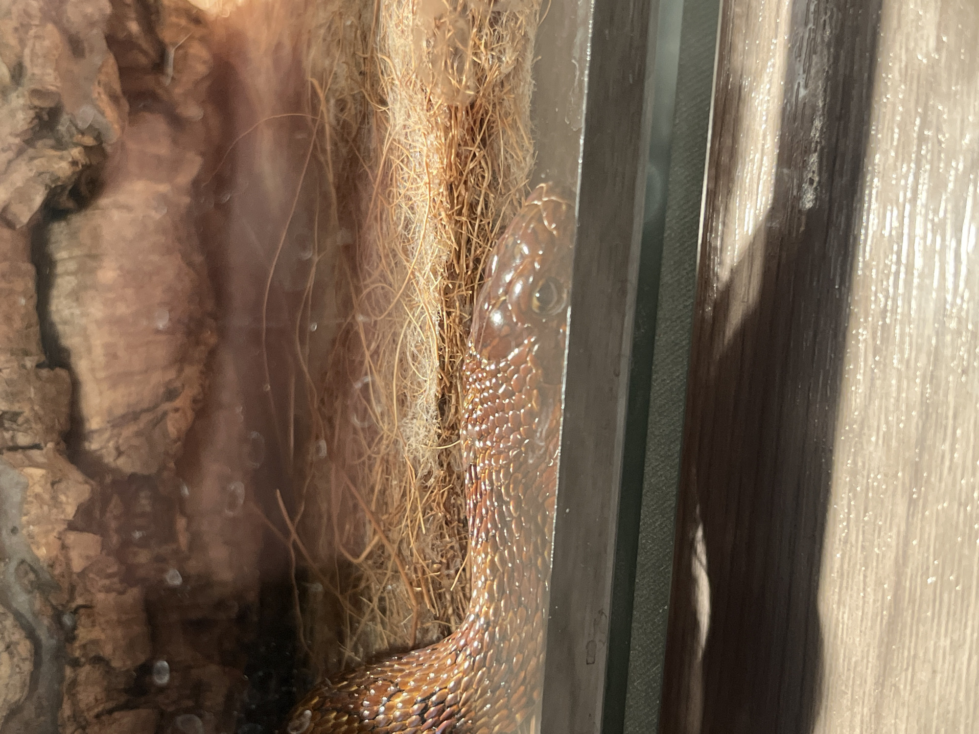 Iridescent snake coiled in a glass terrarium, Khimki