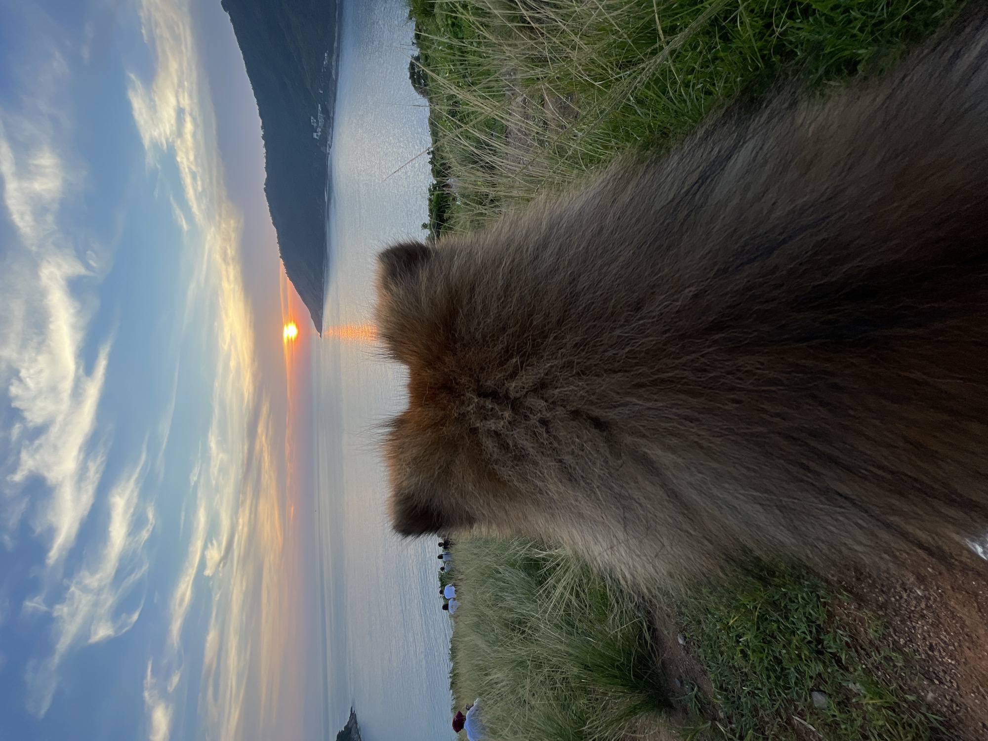 Pomeranian at Promthep Cape catches a Rawai sunset