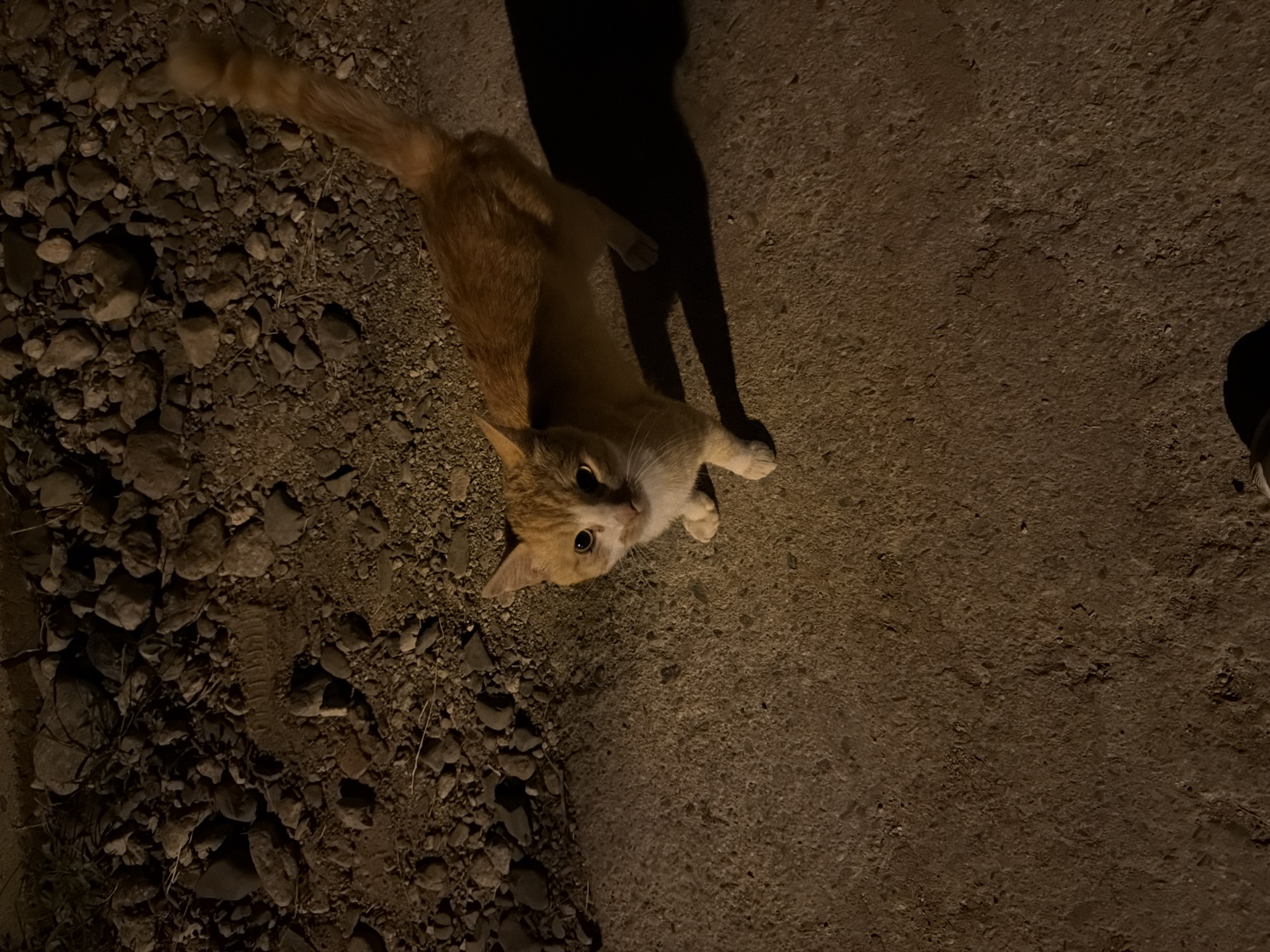Ginger cat and full moon, one evening in Pavel Banya