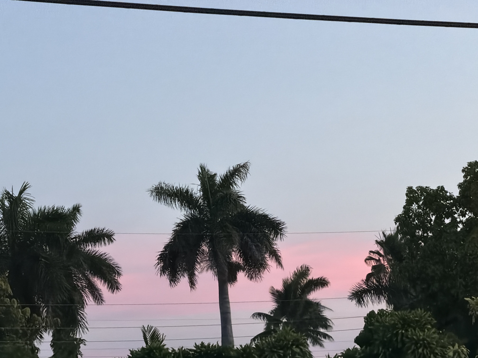 Miami sky at golden hour: palms, pink clouds, heart shape