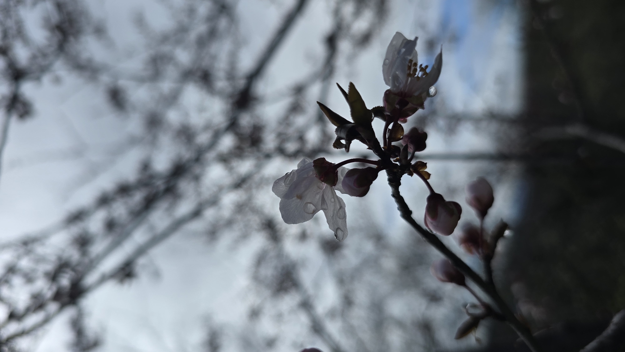 Spring morning scenes captured in Izvorche, Bulgaria